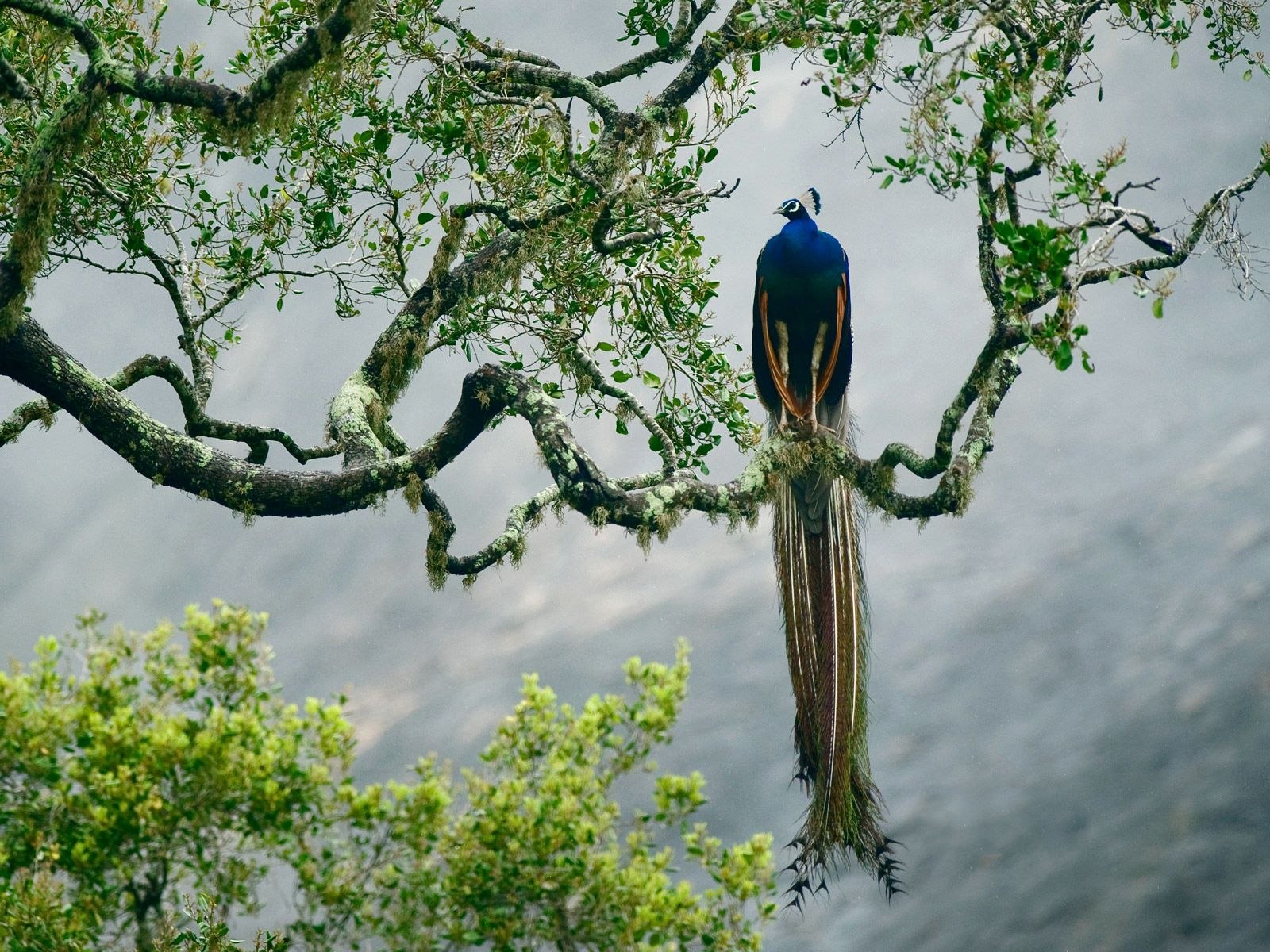 Птицы на верхушках деревьев. Павлин Шри Ланки. Птицы на дереве. Павлин на дереве.