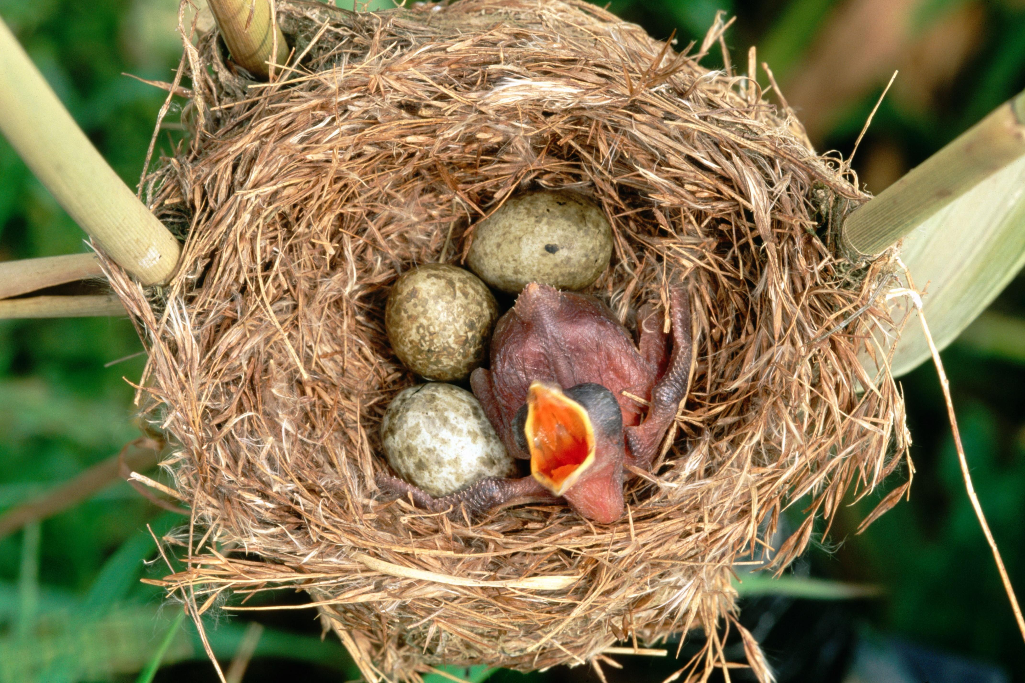 Кукушкино гнездо фото