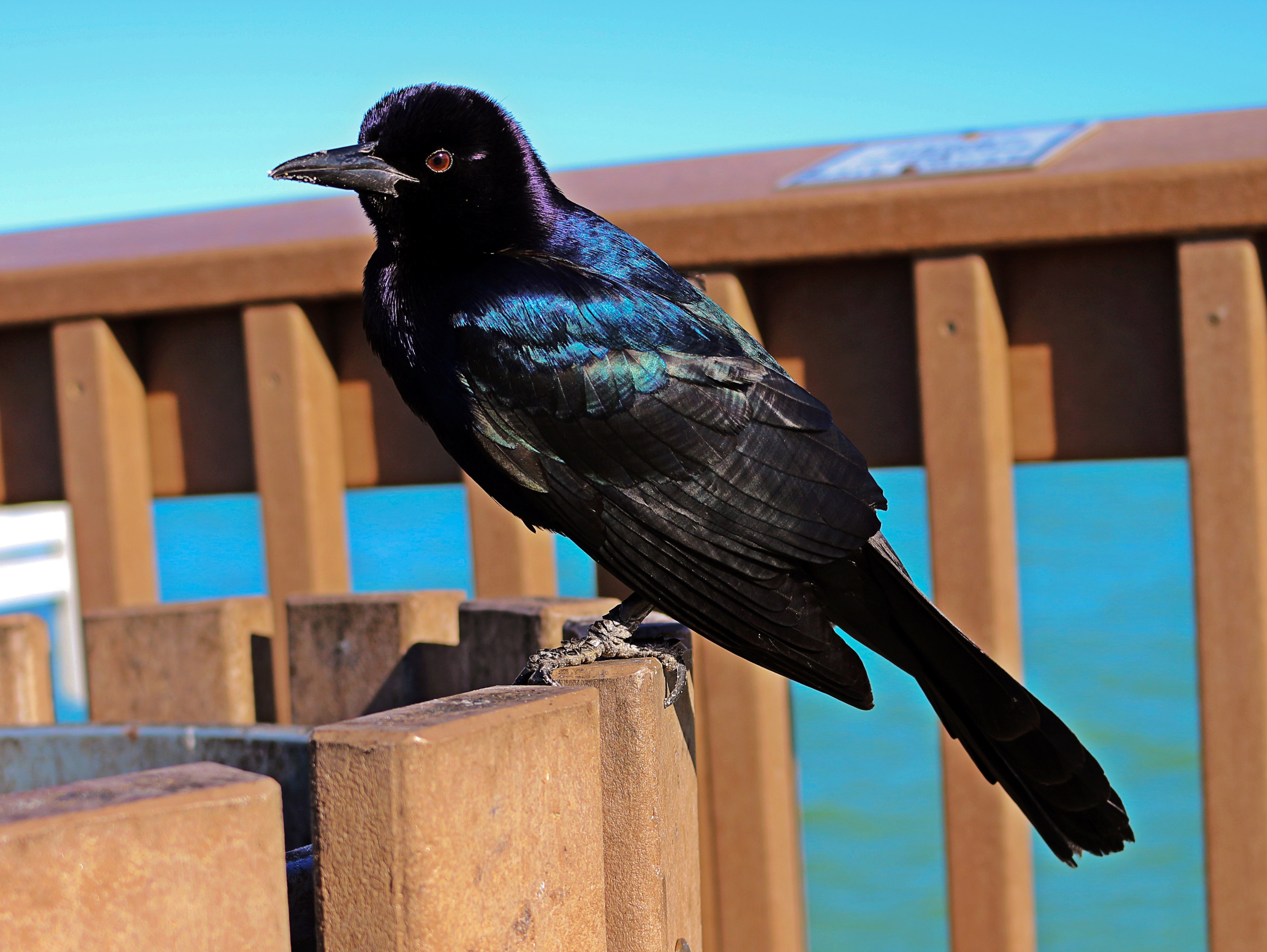 Синяя птица под. Черная птица. Черная птица с синим отливом. Голубая птица с черными крыльями. Птица черная с синими пятнами на крыльях.