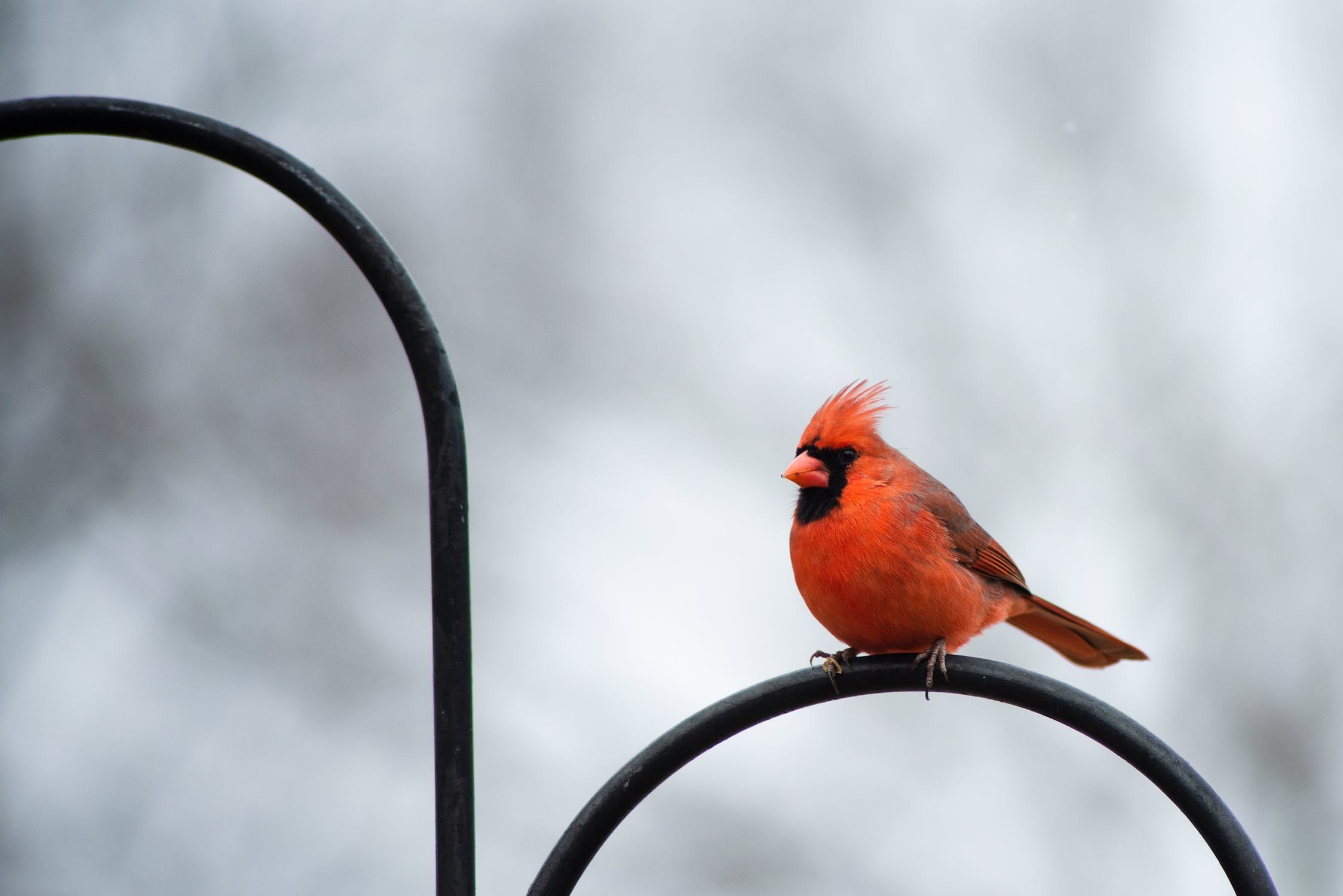 Маленькая рыжая птичка. Оранжевая птица. Птицы с оранжевым оперением. Черно красная птица. Птица с оранжевой шеей.