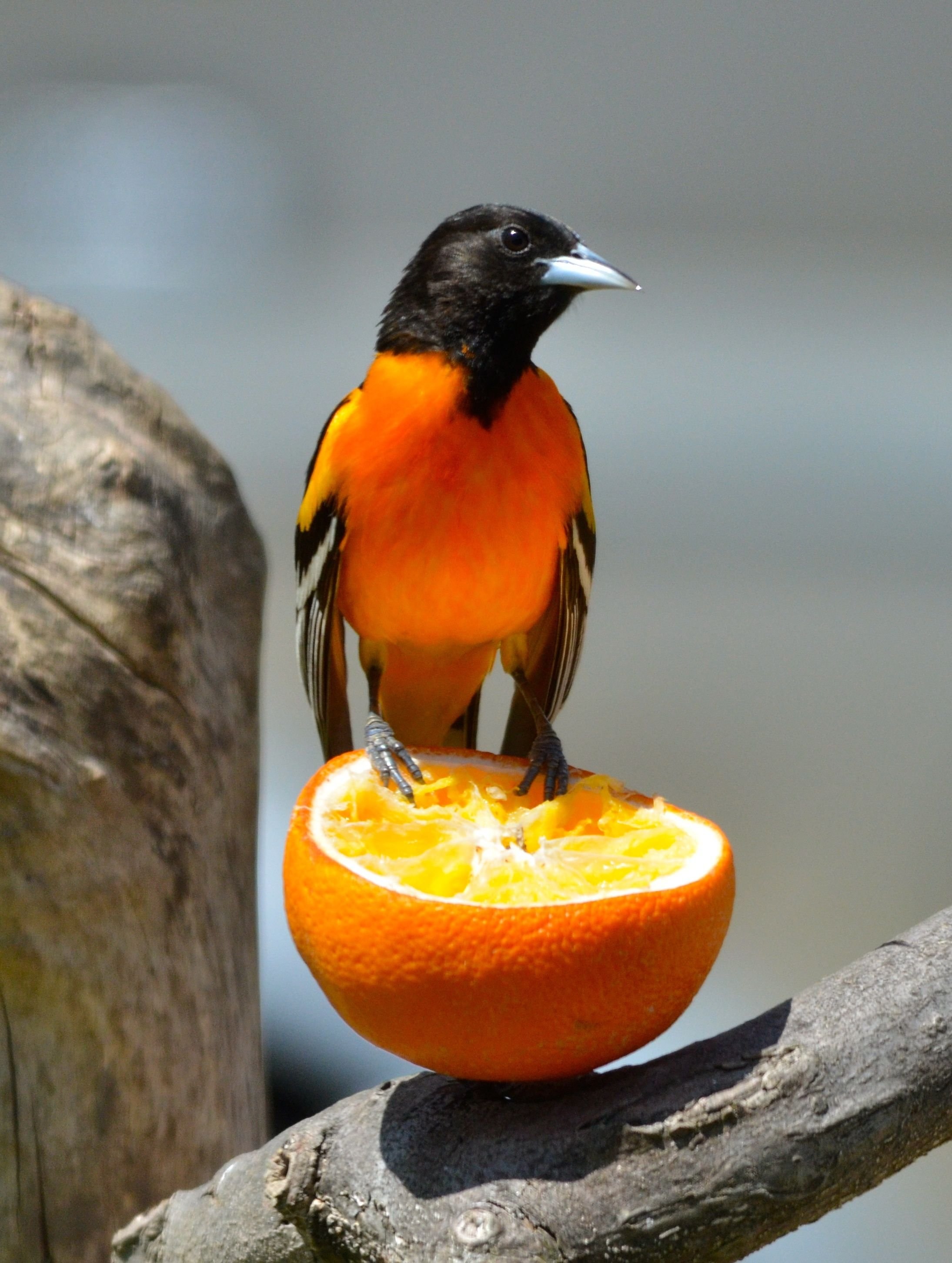 Черно Оранжевая Птица