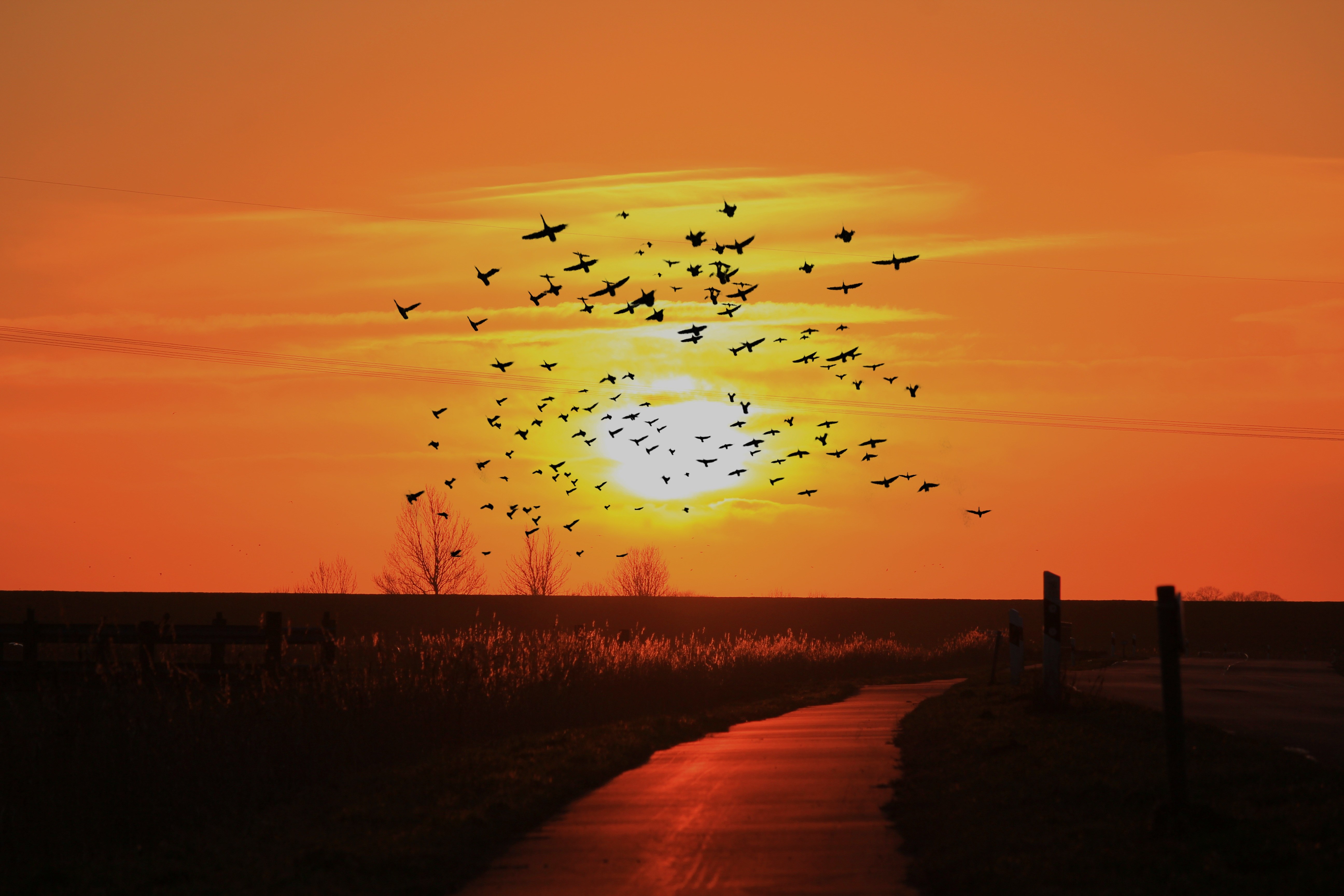 В 7 вечера где солнце. Стая птиц. Закат солнца и птицы. Птицы на рассвете. Птицы в небе на рассвете.