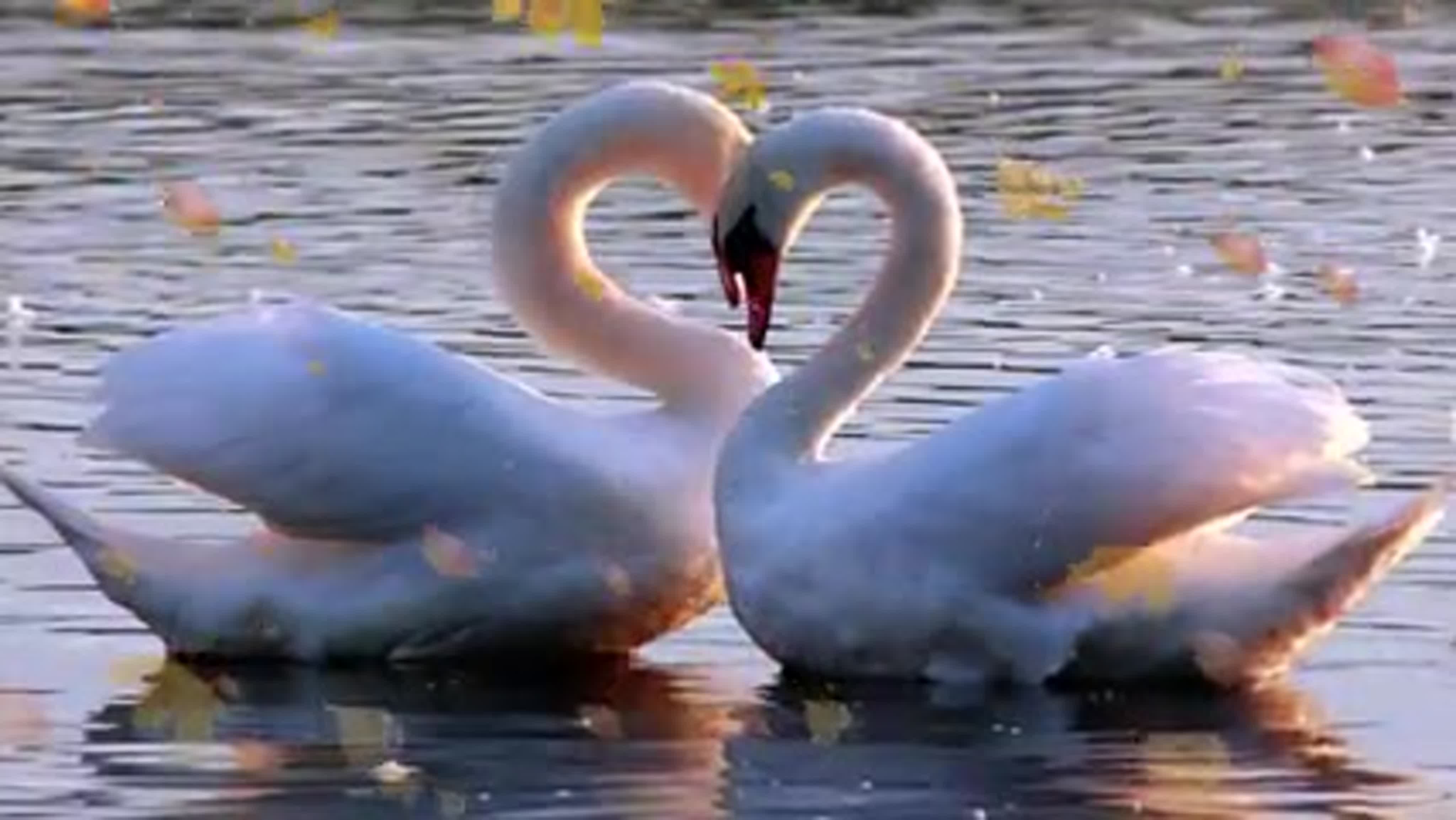 Пара лебедей на озере