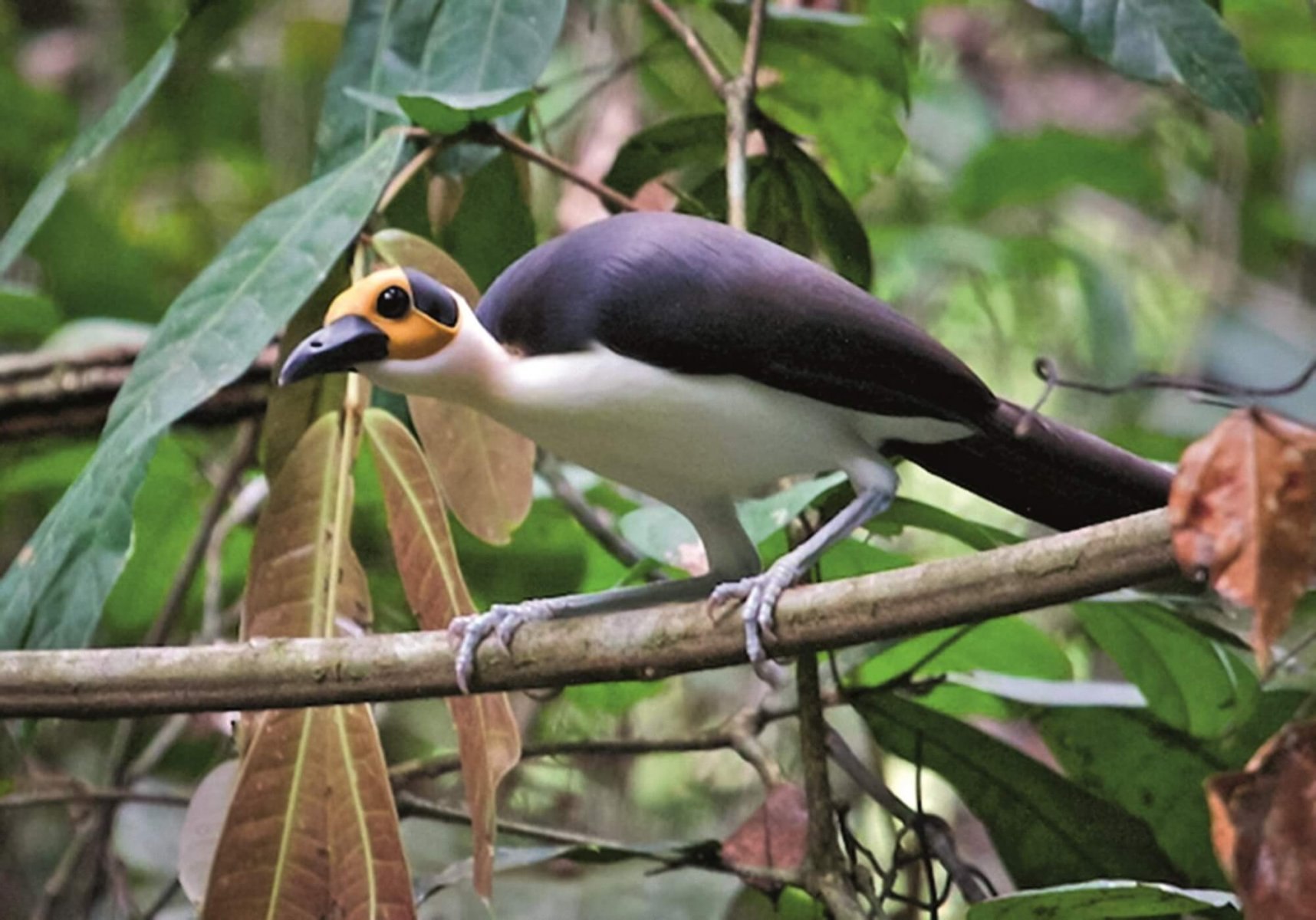 Picathartes Gymnocephalus