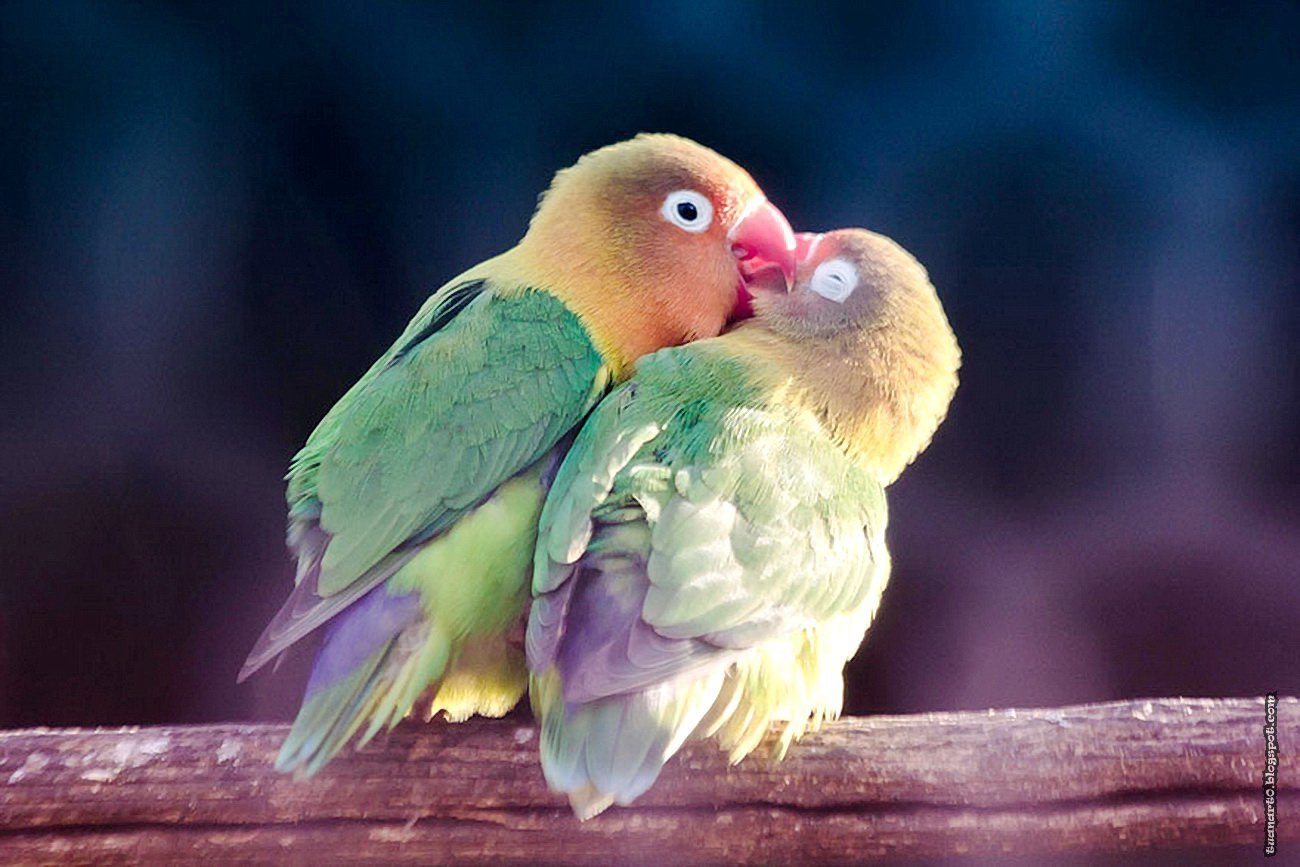 картинки влюбленных пар птиц