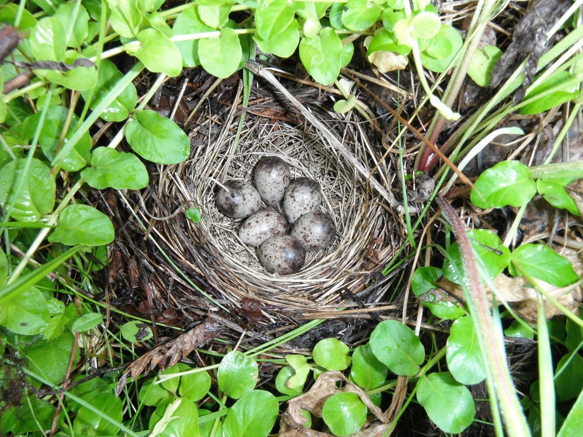 Птицы гнезда на земле. Гнездо жаворонка. Гнездо Тулеса. Серая мухоловка яйца в гнезде. Гнездо в траве.