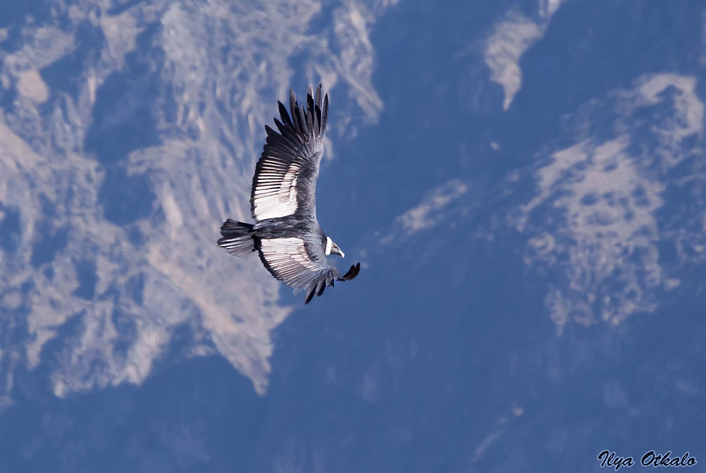 Птицы летающие на высоте. Кондор в Андах. Полет кондора. Каньон колка Кондоры. Полет птицы.