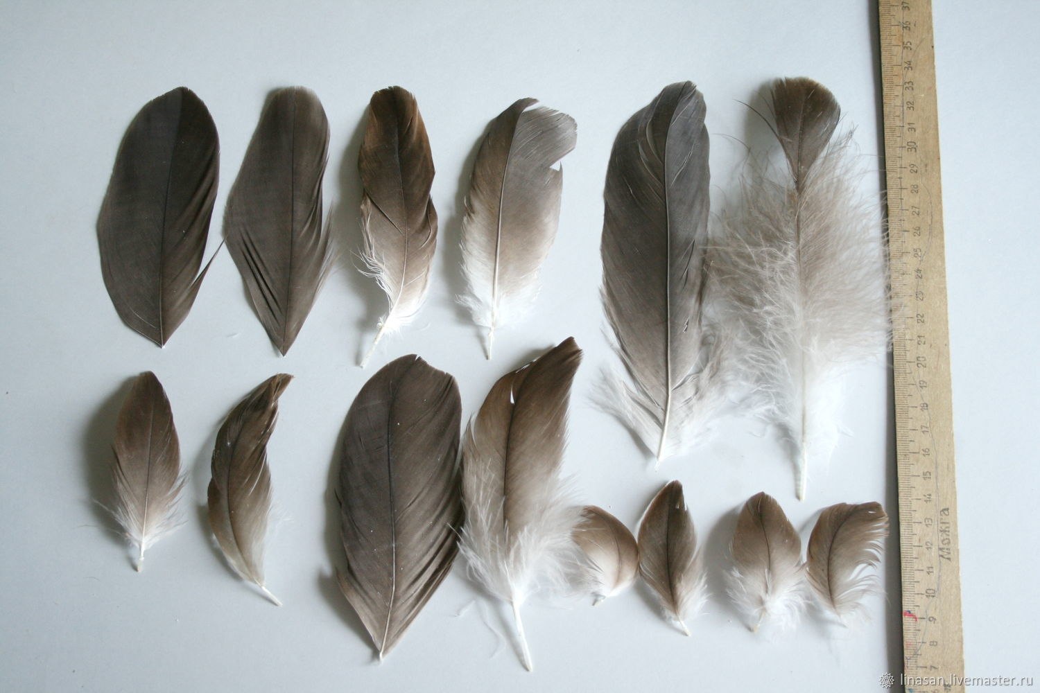 Варианты перьев птиц. Перья птиц. Птичье перо. Набор перьев у птиц. Перо форма.