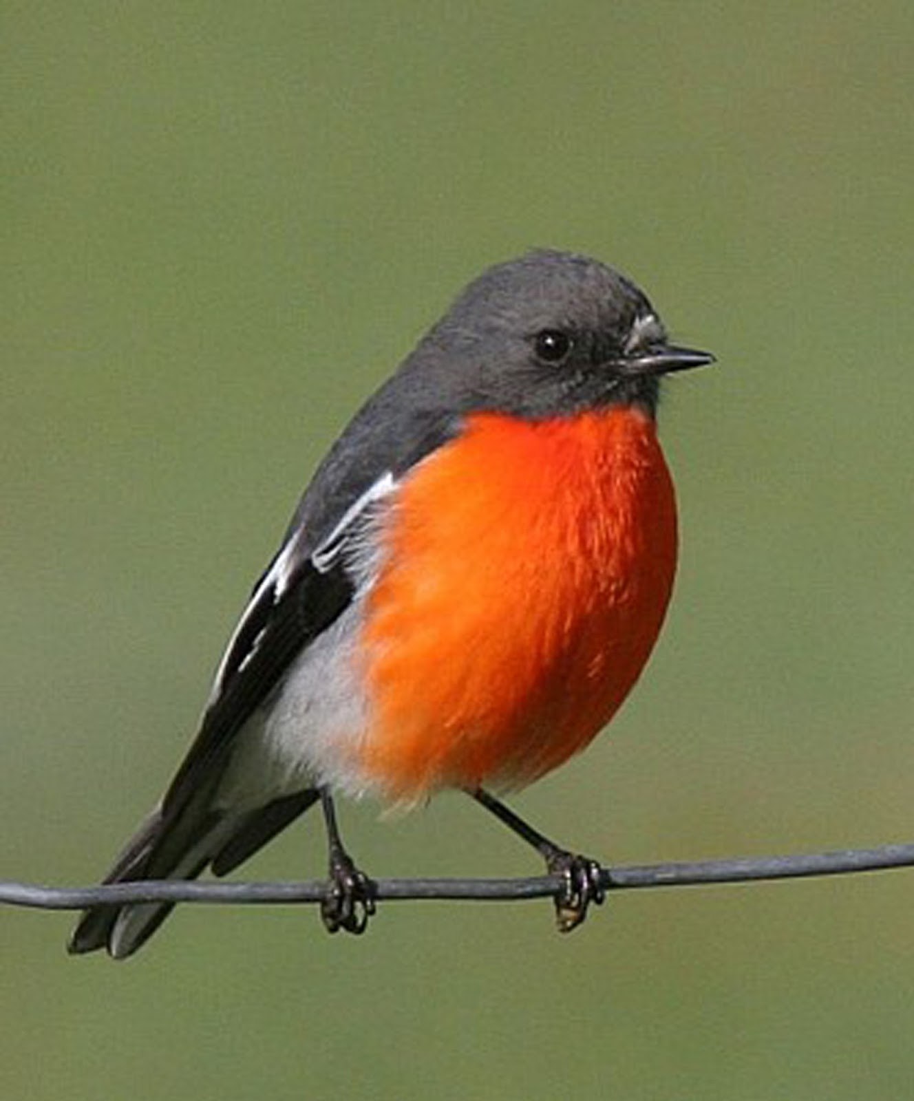 Летняя птица с красной грудкой фото и название