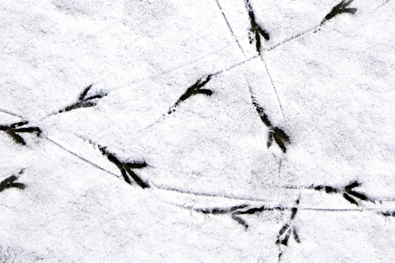Следы птиц на снегу