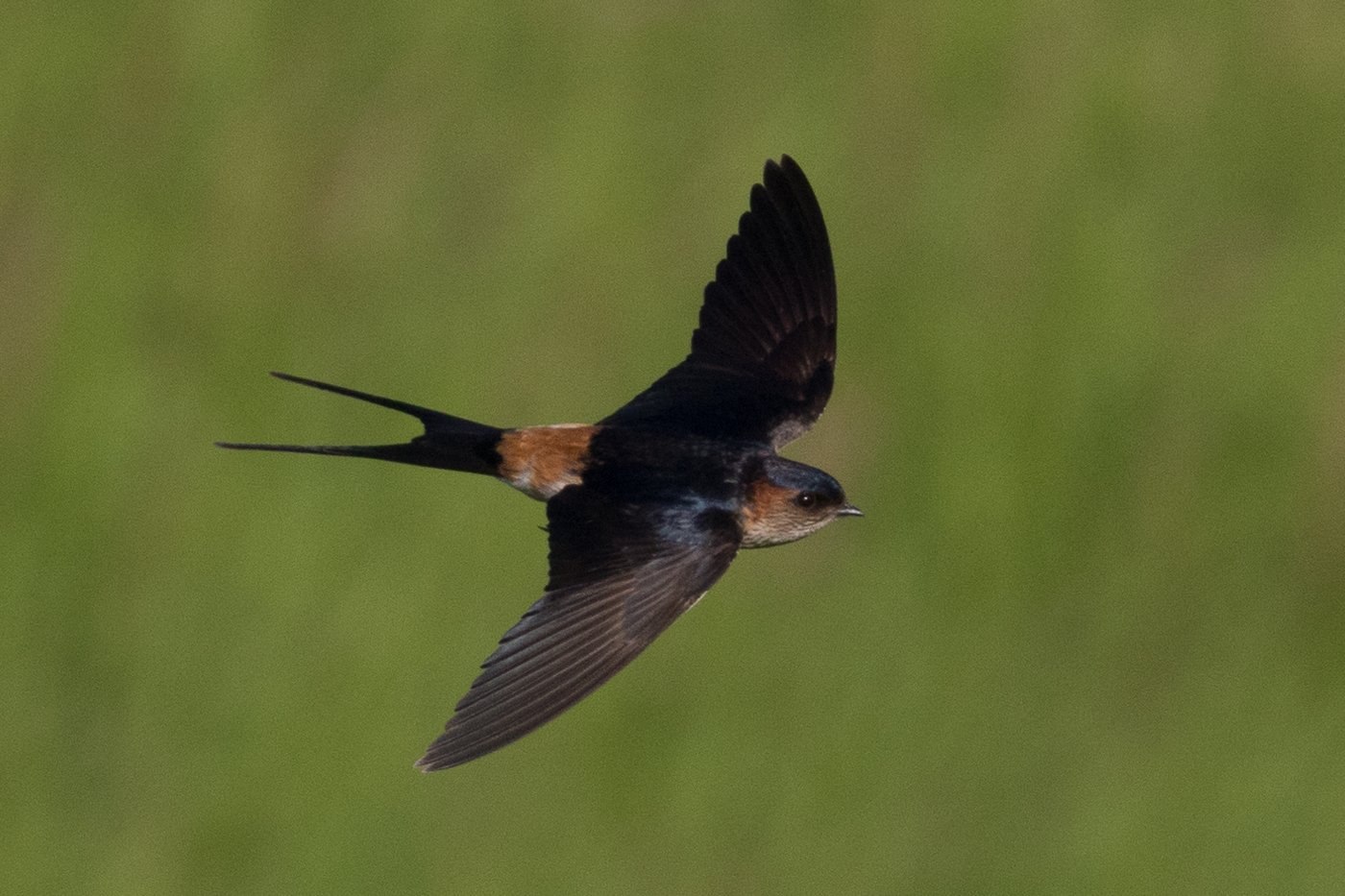 Ласточка городская (Delichon urbicum)