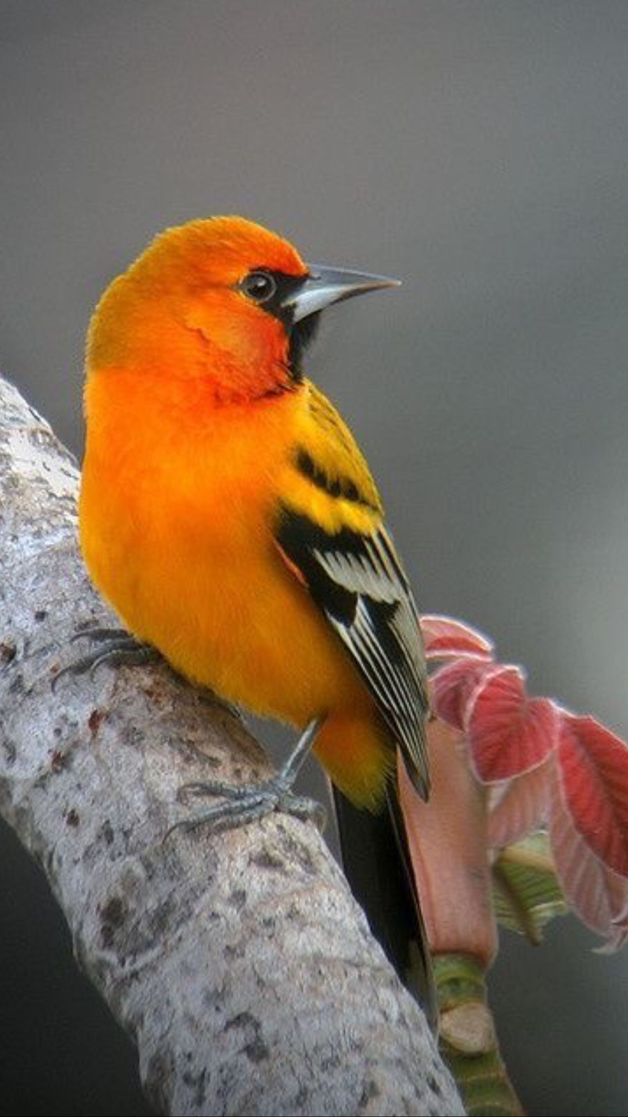 Маленькая оранжевая птичка фото. Танагра птица оранжевая. Иволга щегол. Оранжевая Иволга птица. Алая танагра птица.