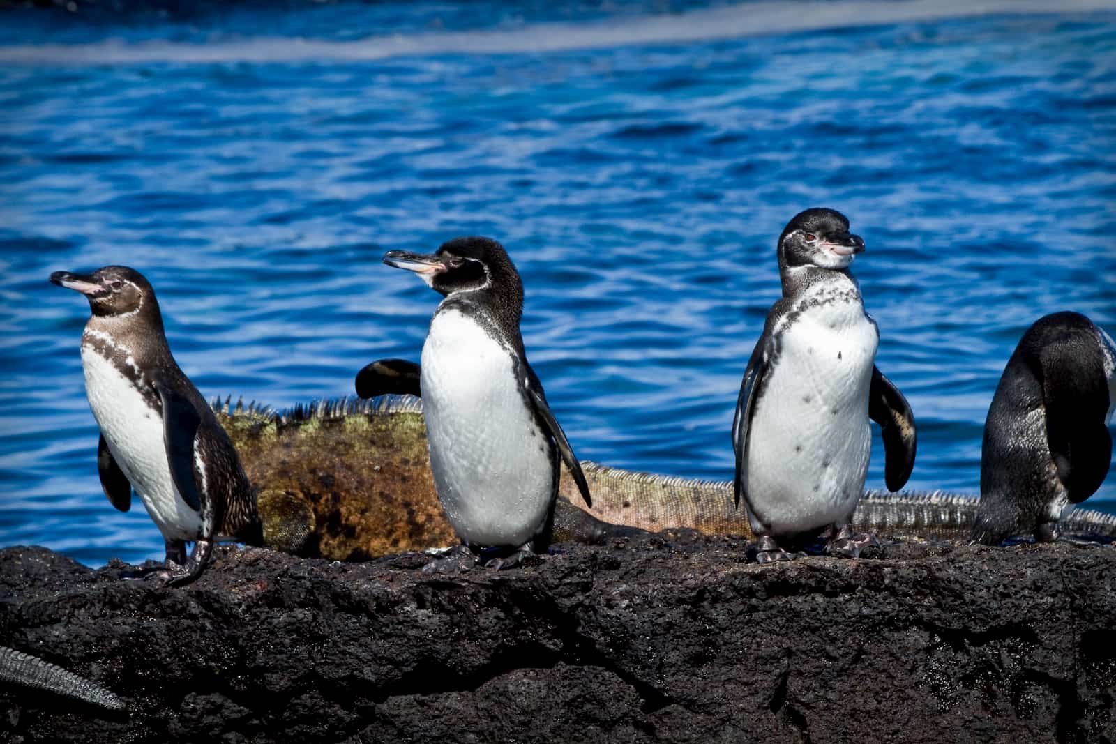 Галапагосские острова пингвины. Галапагосский Пингвин фото. Пингвин на экваторе на Галапагосских островах. Галапагосский Пингвин рост. Значение пингвинов в природе