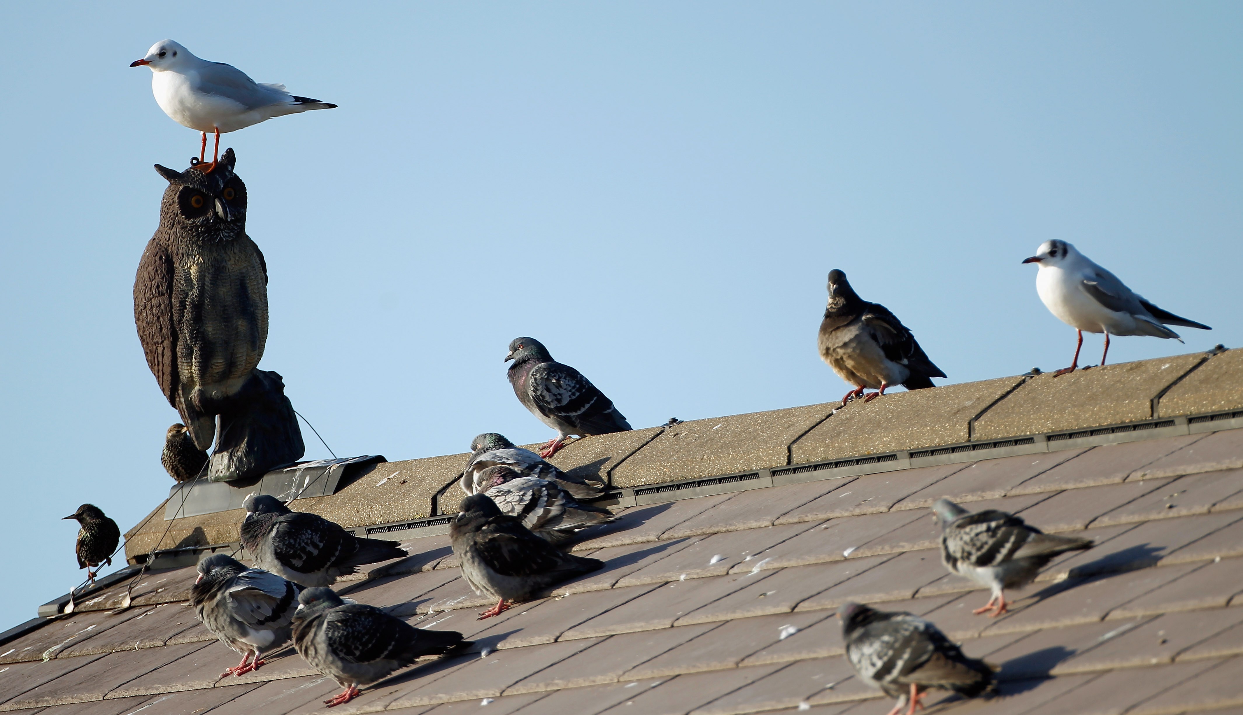 Птицы на крыше