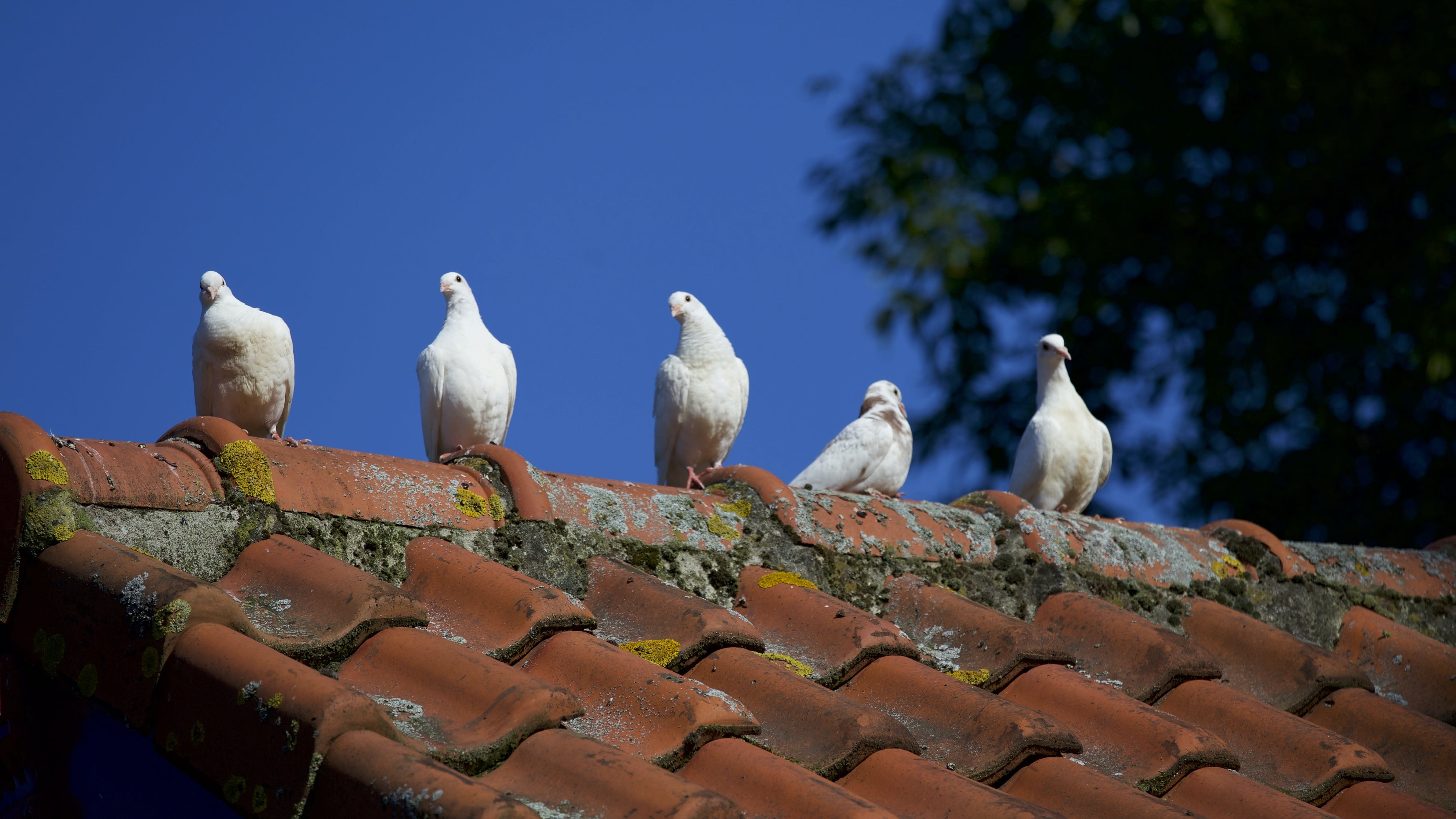 Слушать голубей. Голуби на крыше. Птицы на крыше. Голуби на черепичной крыше. Белый голубь на крыше.