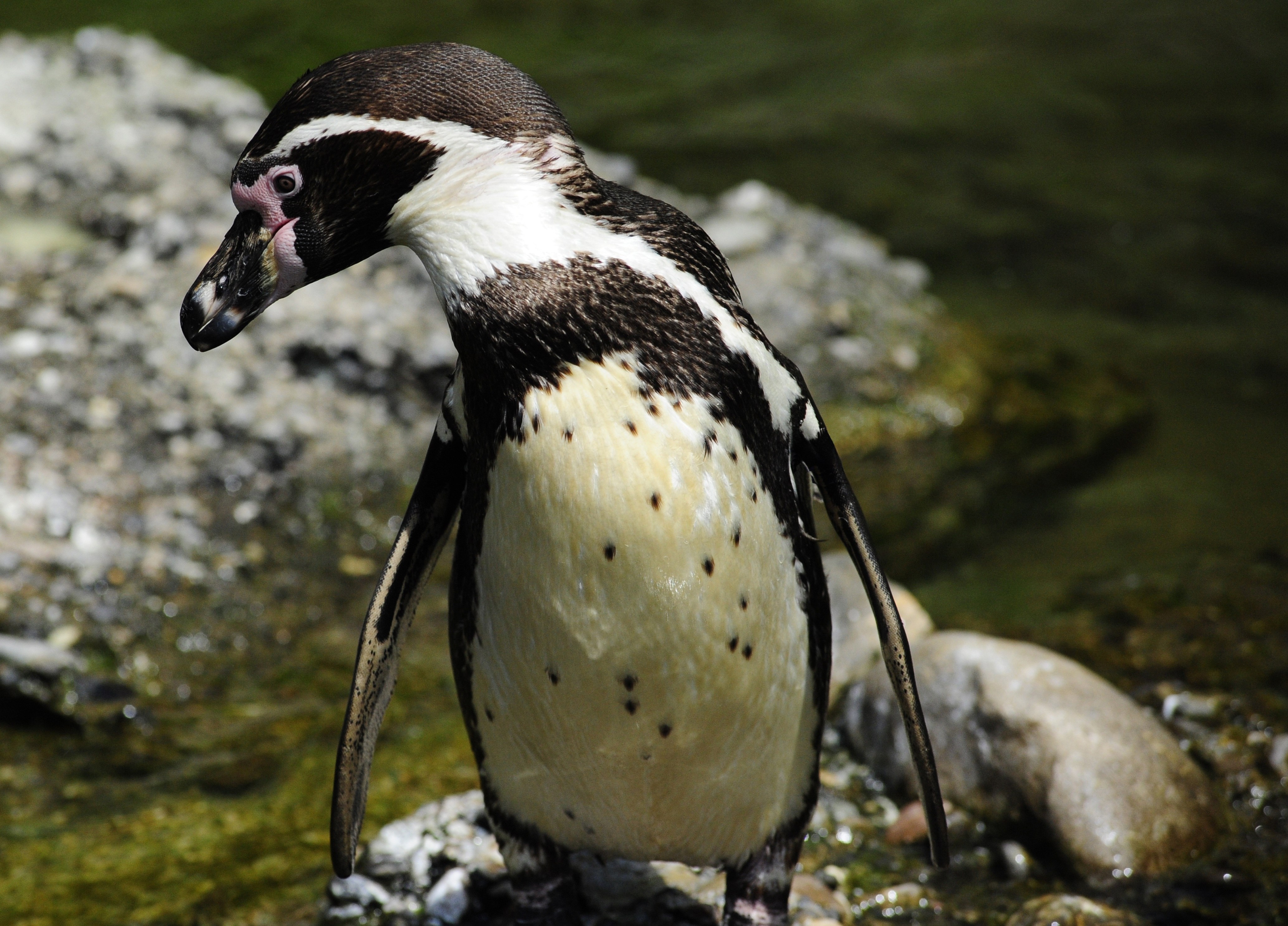 Пингвин гумбольдта. Гумбольдт Пингвин птицы. Пингвин Гумбольдта в природе. Водоплавающие птицы Пингвин.