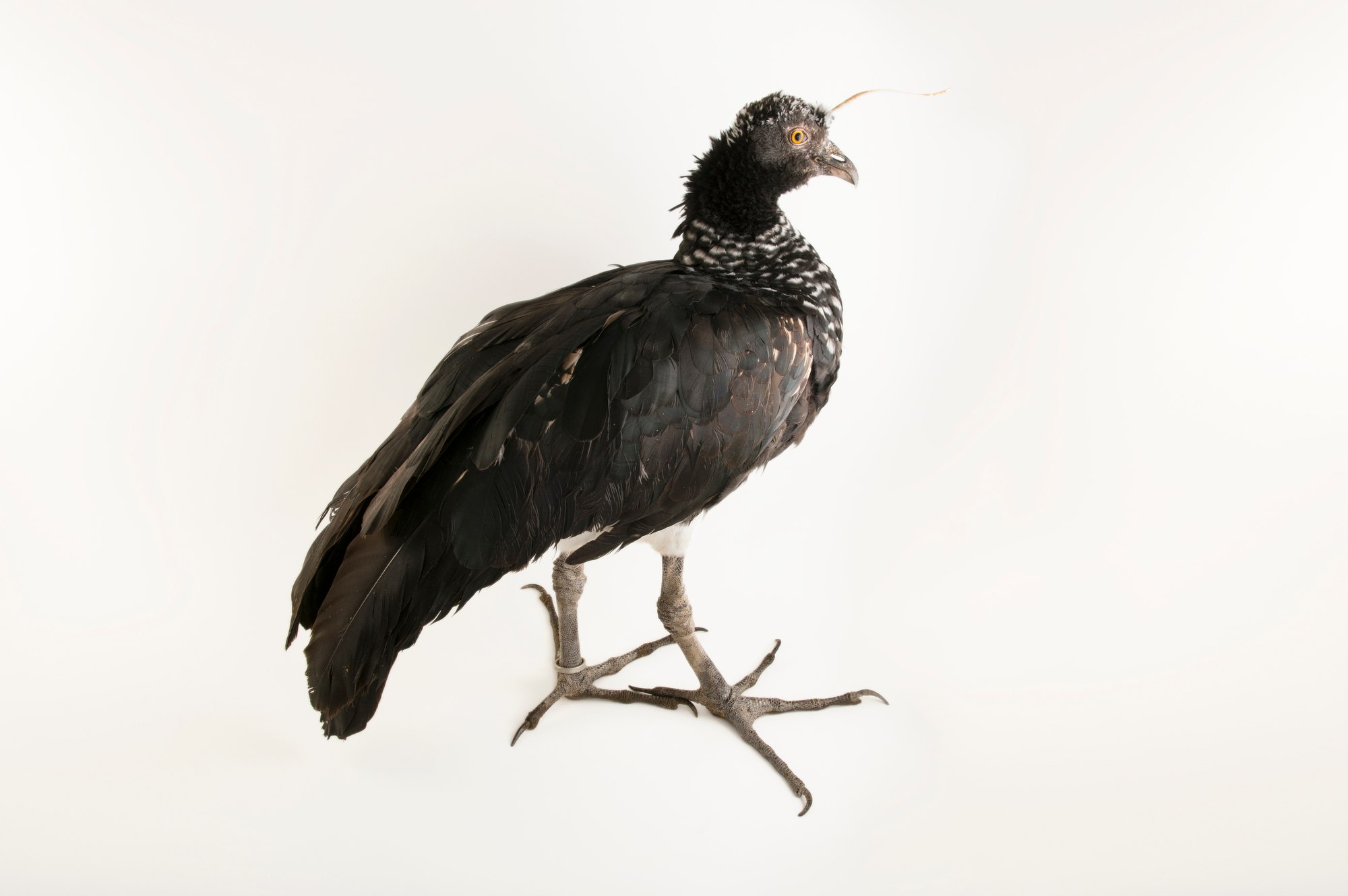 Horned Screamer