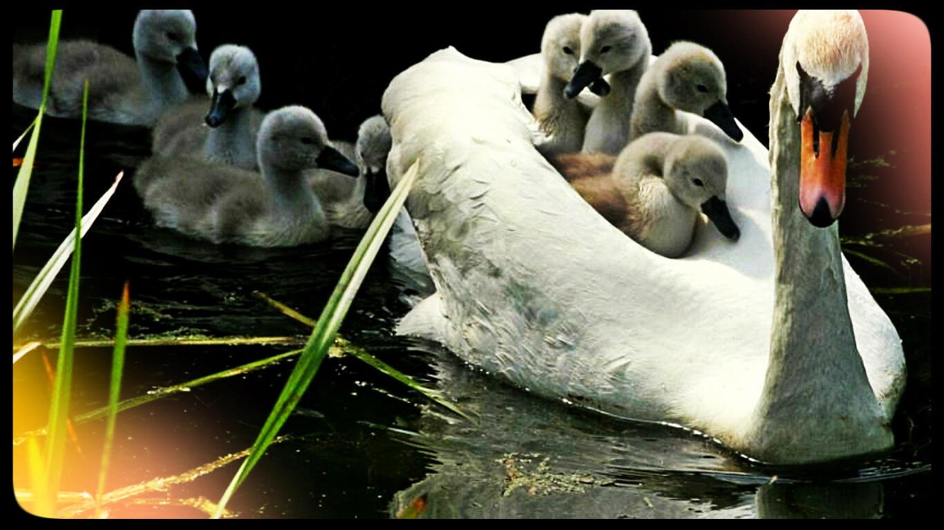 Ухаживают за потомством. Лебедята. Лебедь с птенцами. Лебеди чёрная и белая с птенцом. Лебедь для детей.
