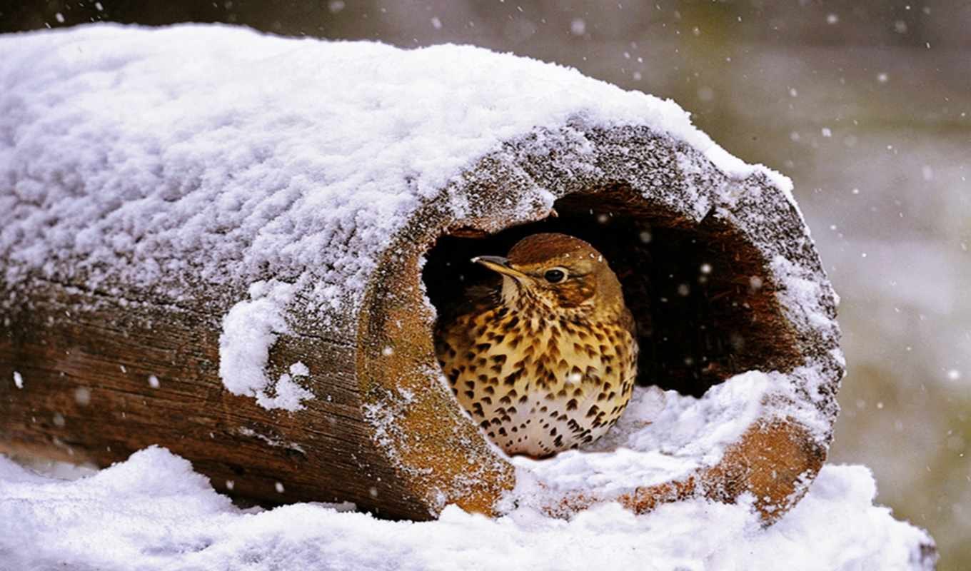 Птицы под снегом