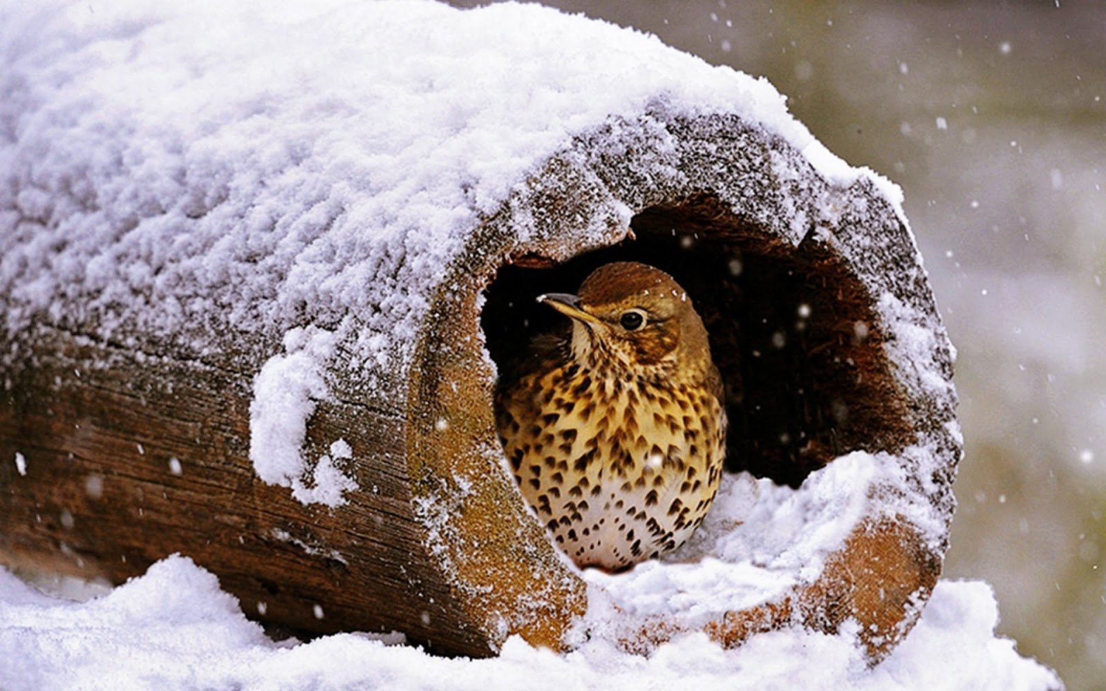 Снег голодный. Птицы под снегом. Птицы прячутся в снегу. Птички на снегу. Животные зимой.