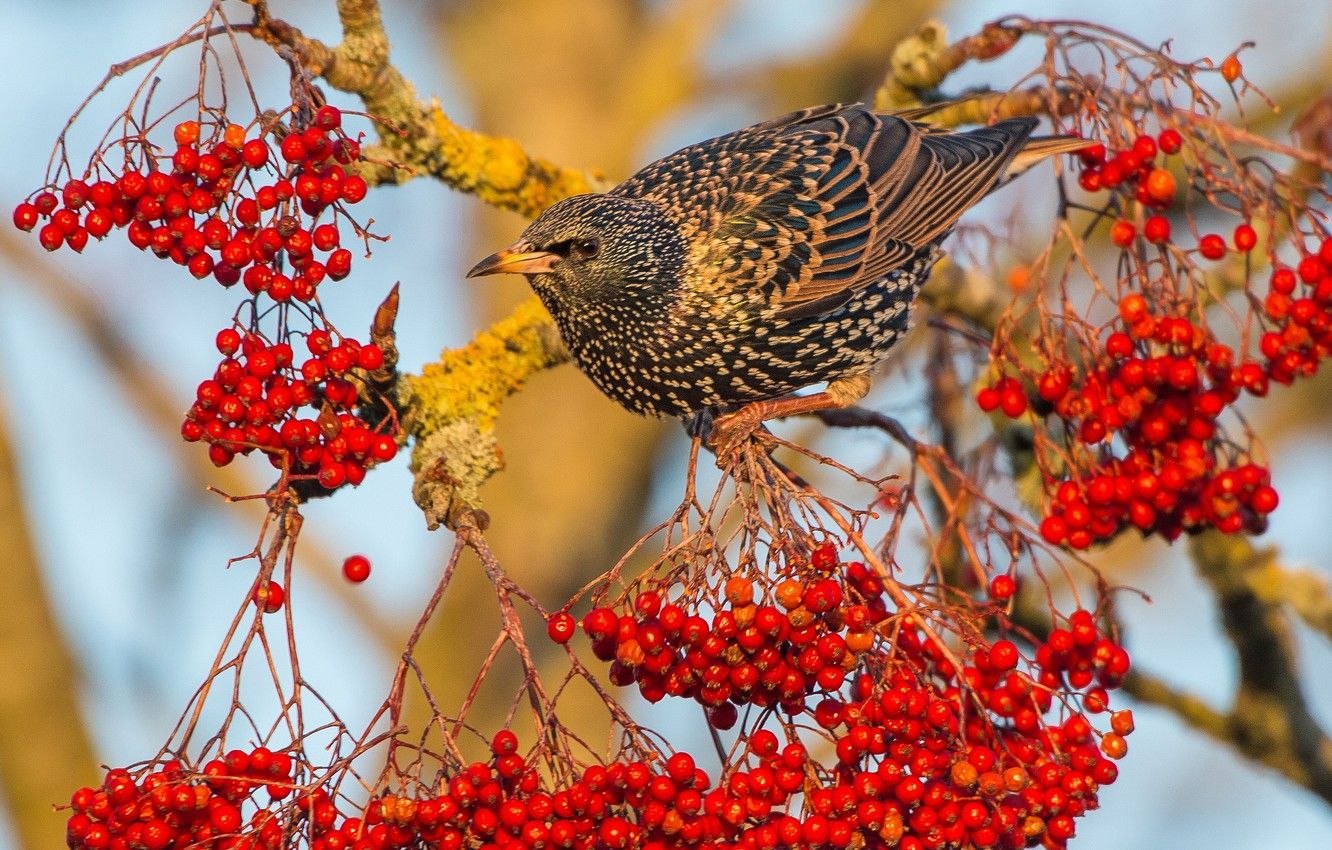 Птицы которые едят рябину осенью (38 фото) - красивые фото и картинки  pofoto.club