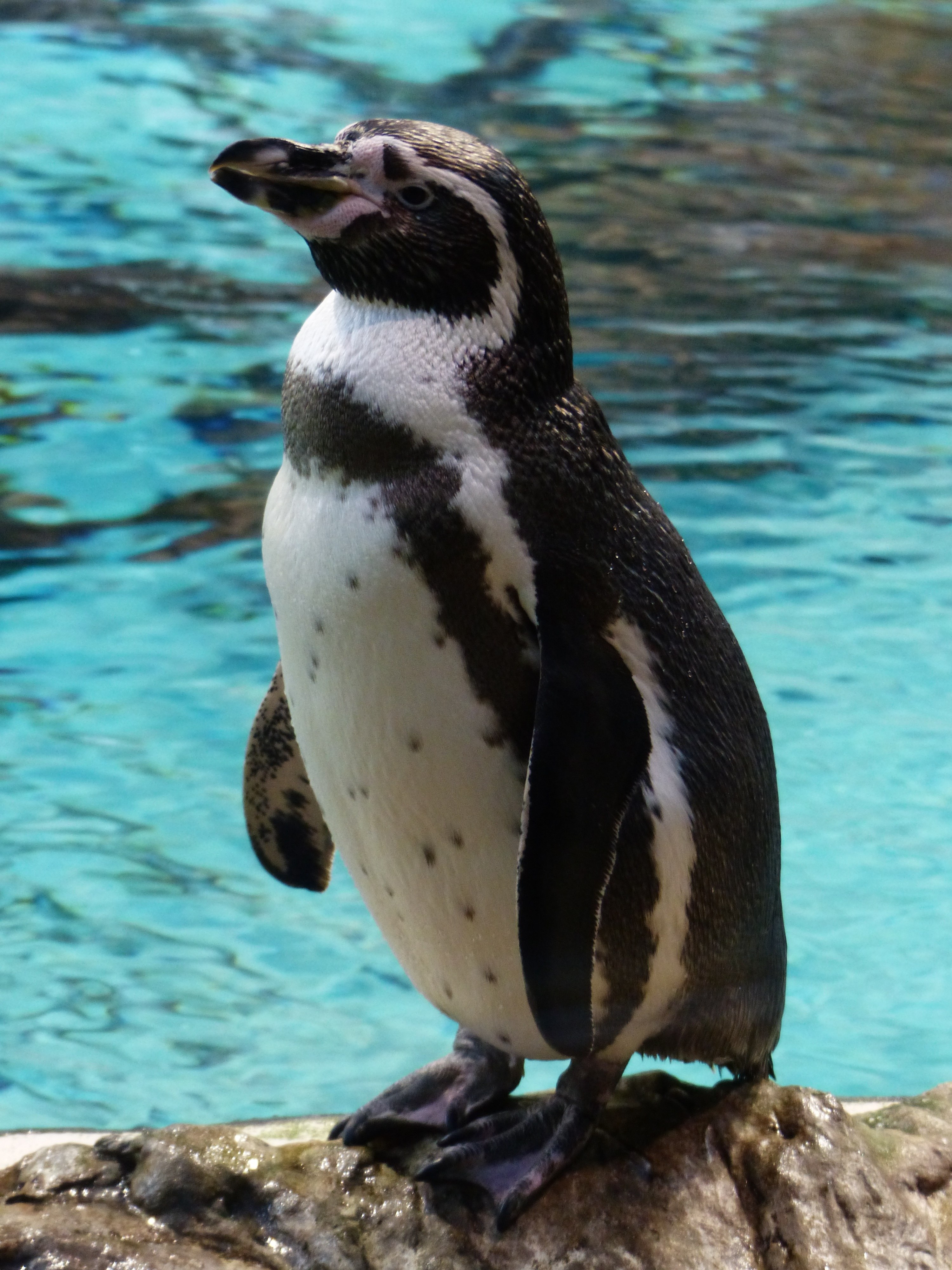 Пингвин гумбольдта. Пингвин Гумбольдта Пингвинообразные. Очковый Пингвин Пингвинообразные. Перуанские пингвины Гумбольдта.