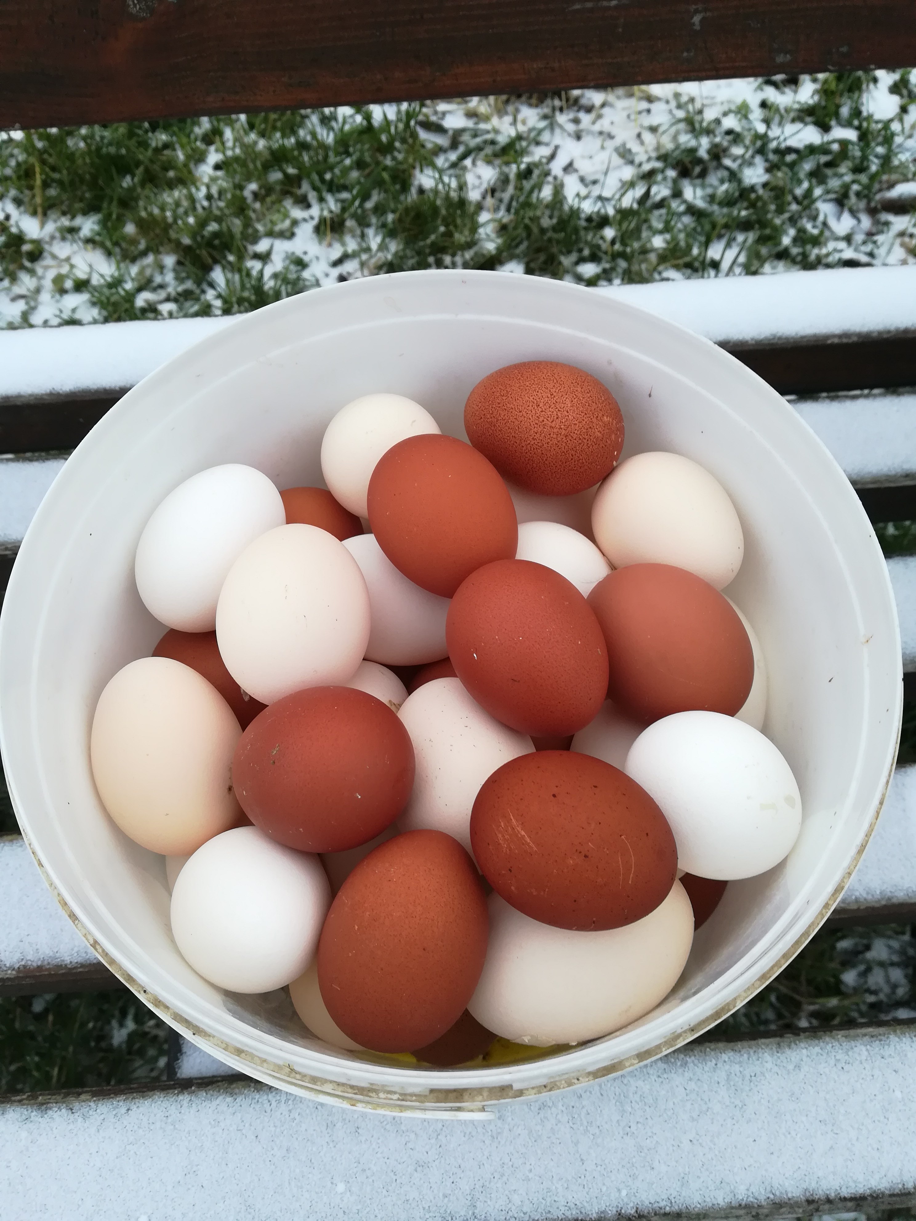 Яйца пушкинской породы. Куры вельзумер яйца. Яйца снегиря. Вельзумер цвет яйца.