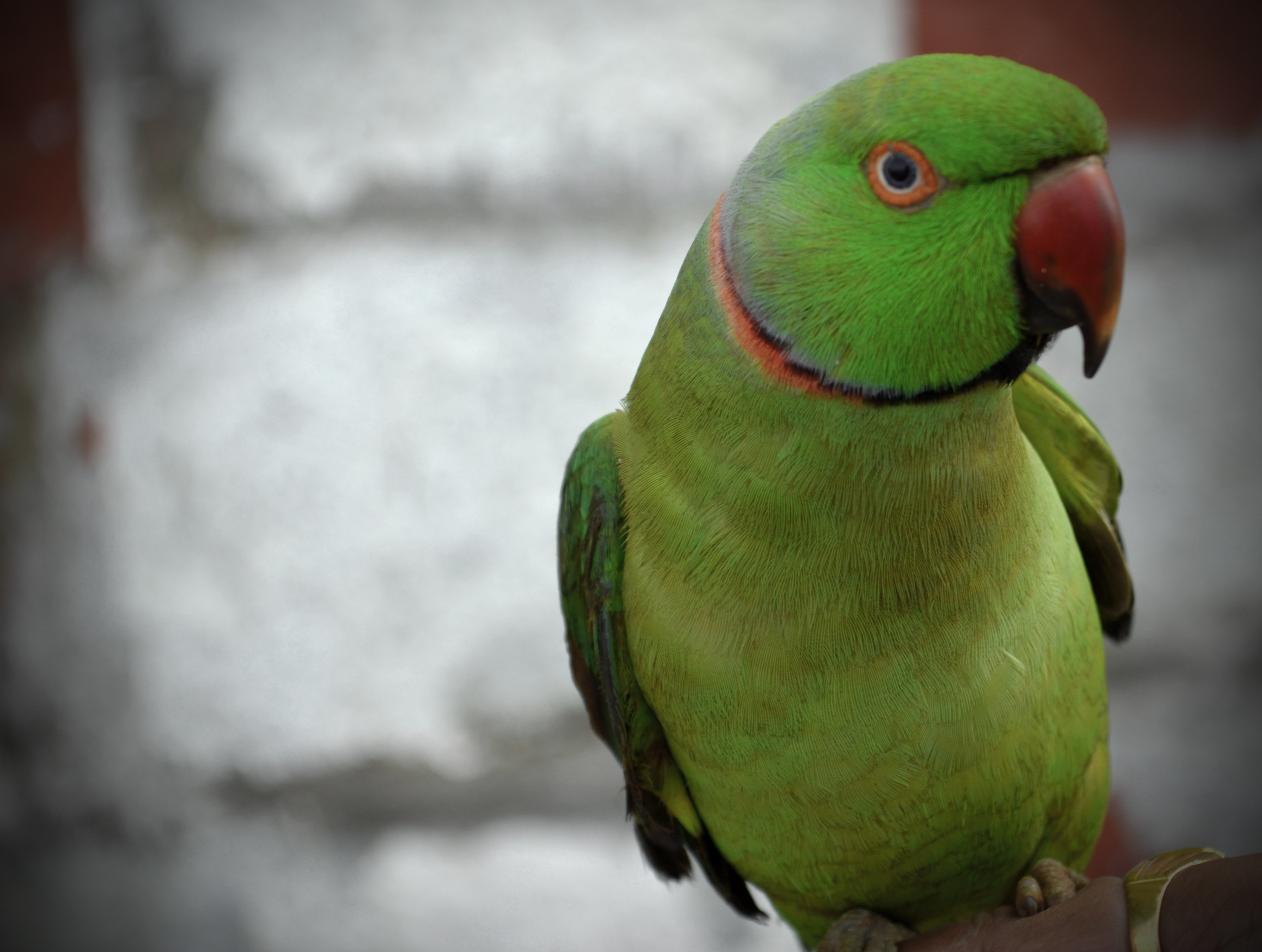 Ожереловый разговаривает. Ожереловый попугай зеленый. Большой ожереловый попугай. Изумрудный ожереловый попугай. Амазон и ожереловый попугай.