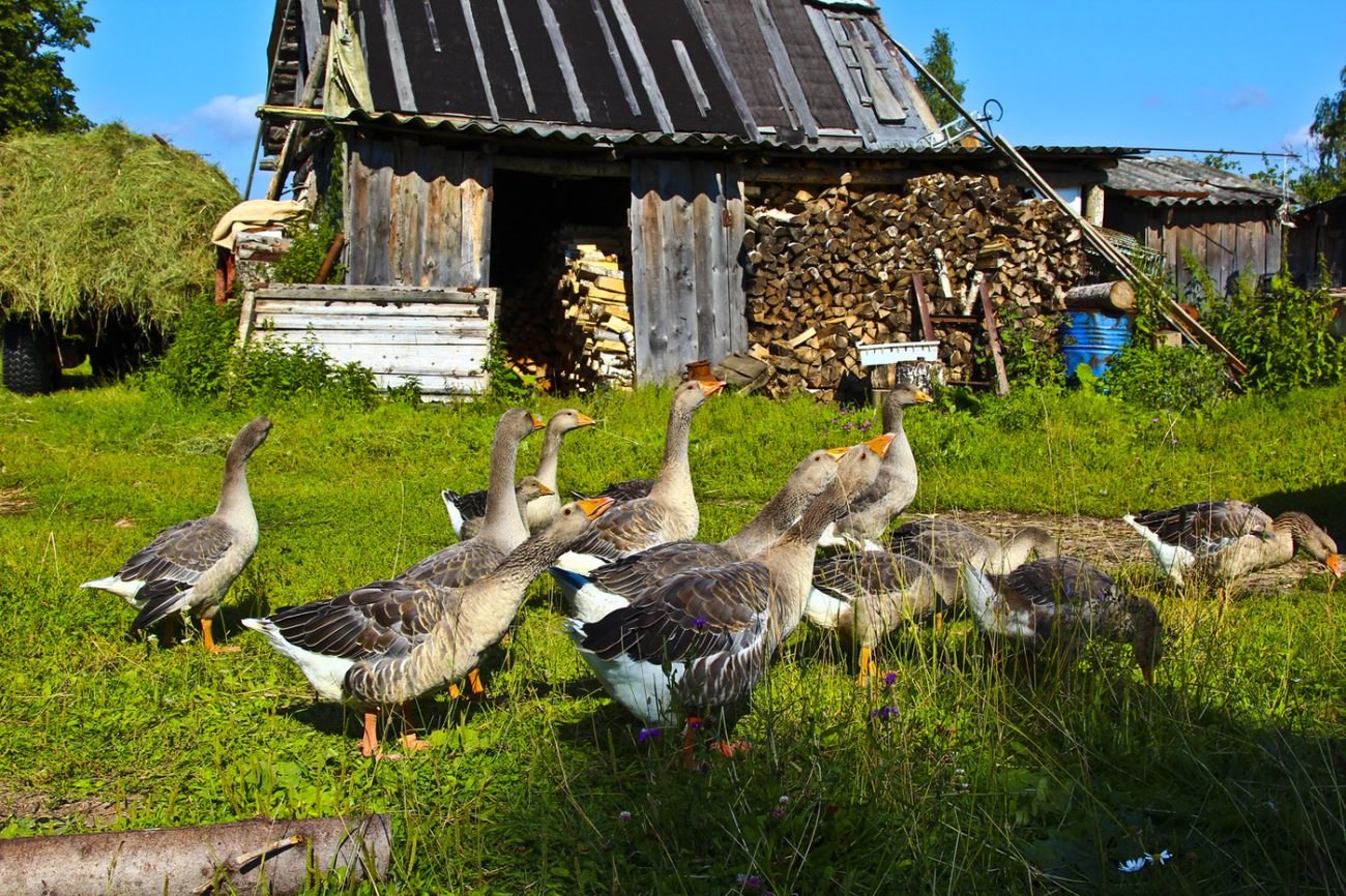 Фото гусей домашних в деревне