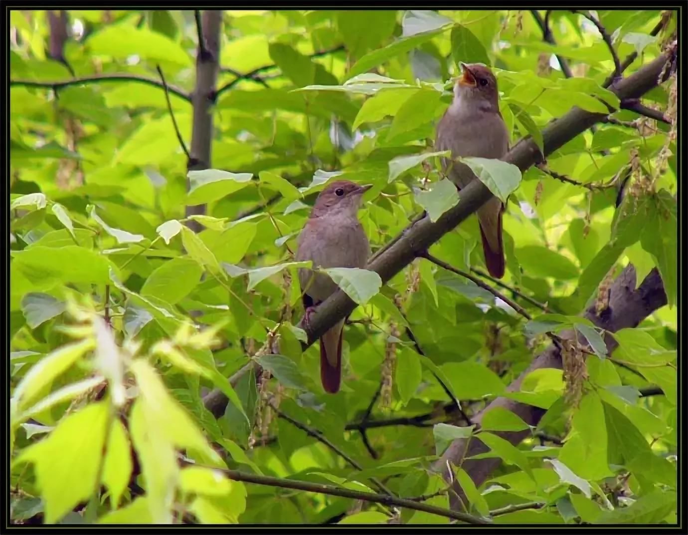 Фото соловья птички на ветке