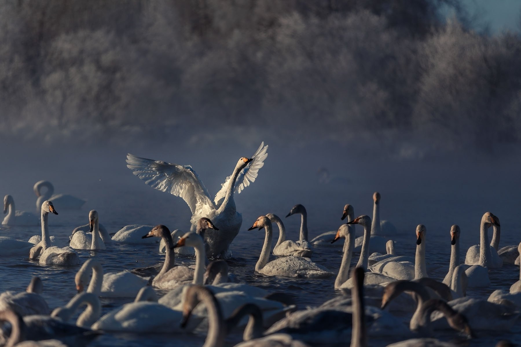 Лебединое озеро 2013. Лебединое озеро черный лебедь. Лебединое озеро Алтай. Лебединый заказник Алтайский. Лебединое озеро светлое Алтайский край.