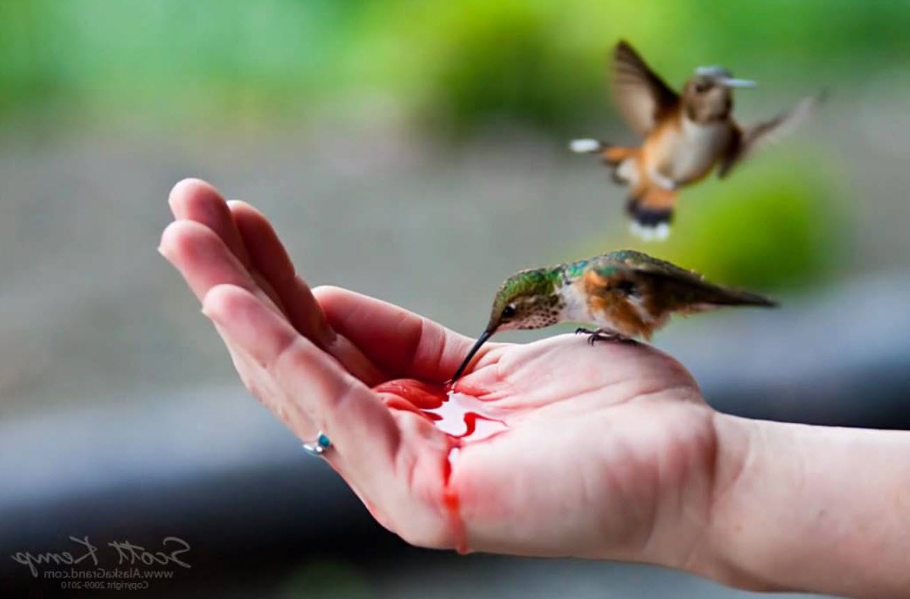 Колибри на руке человека