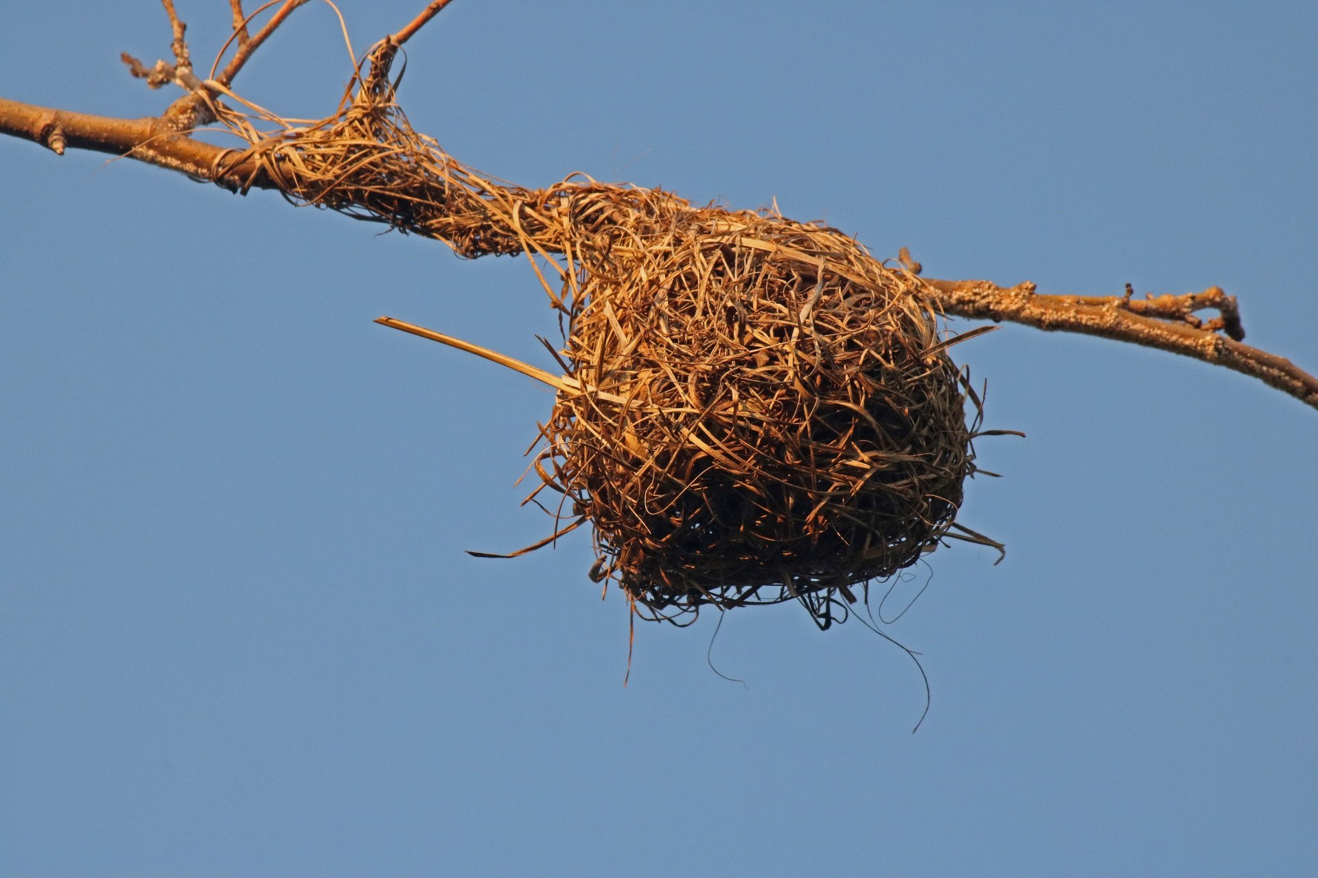 Пардалот гнездо
