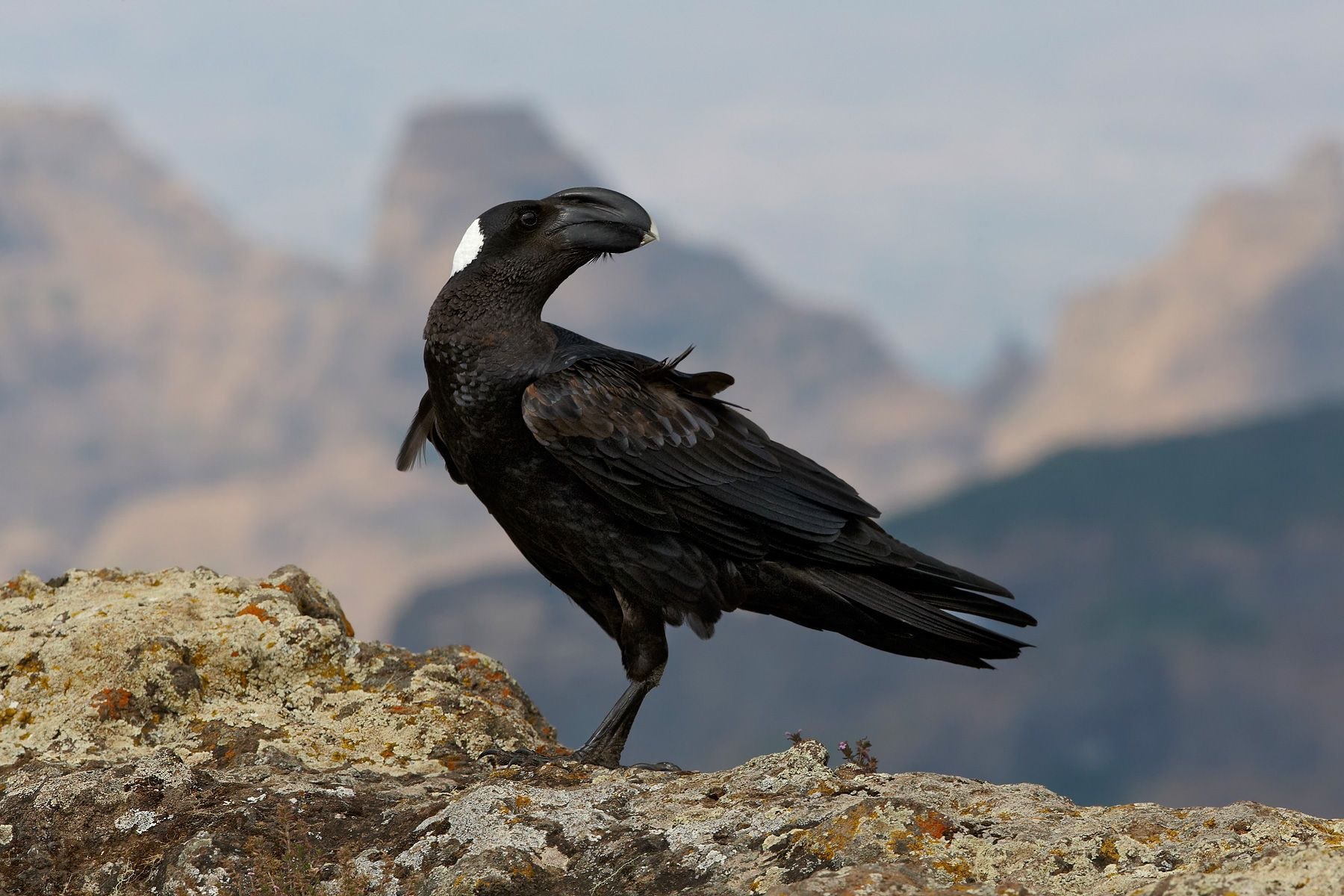 На каком материке обитает ворон обыкновенный впр. Corvus crassirostris. Толстоклювый ворон. Бронзовая ворона Эфиопия. Ворона фото.