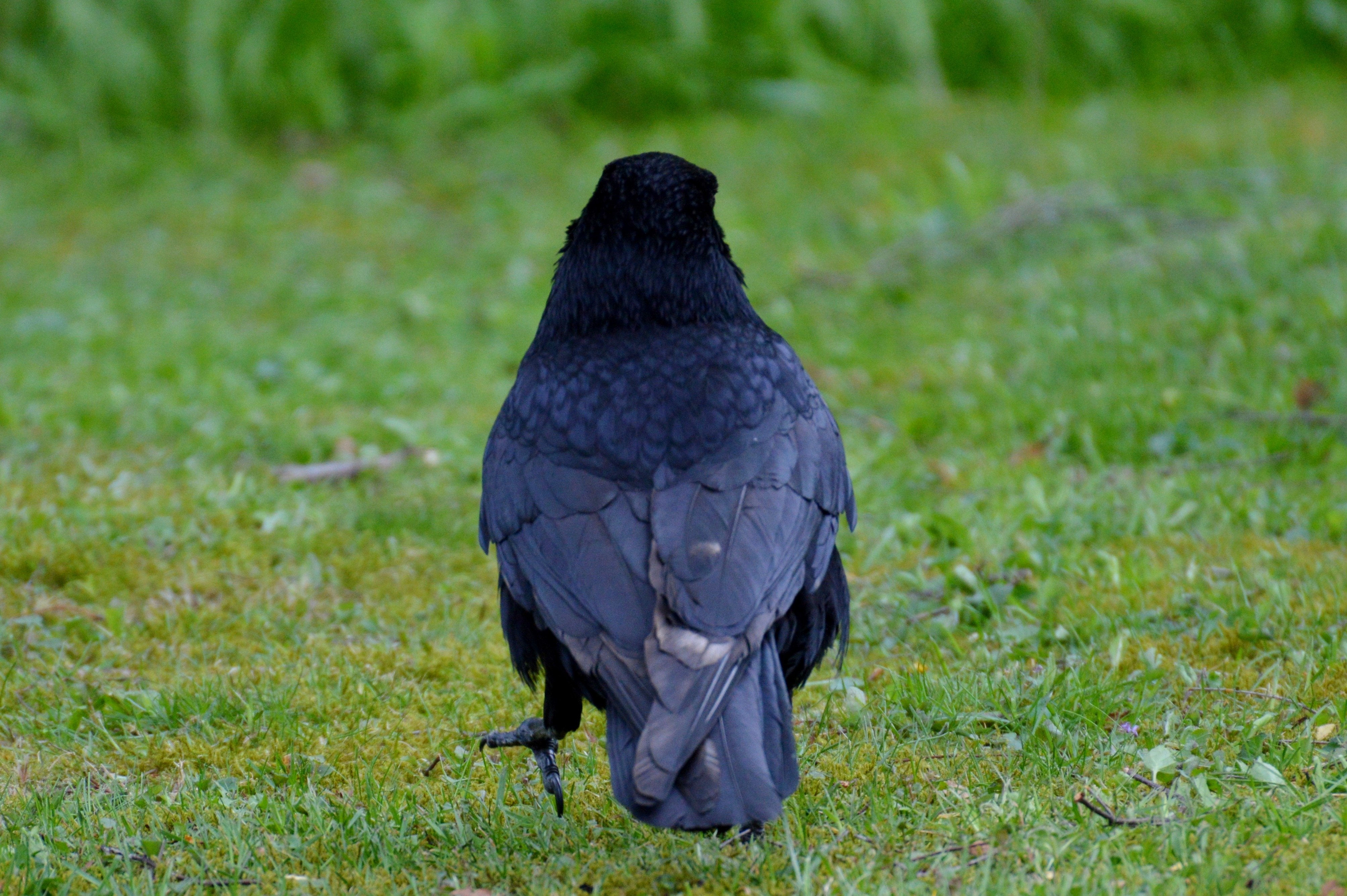Огромные черные птицы. Ворона. Ворон. Большая чёрная птица. Крупные черные птицы.