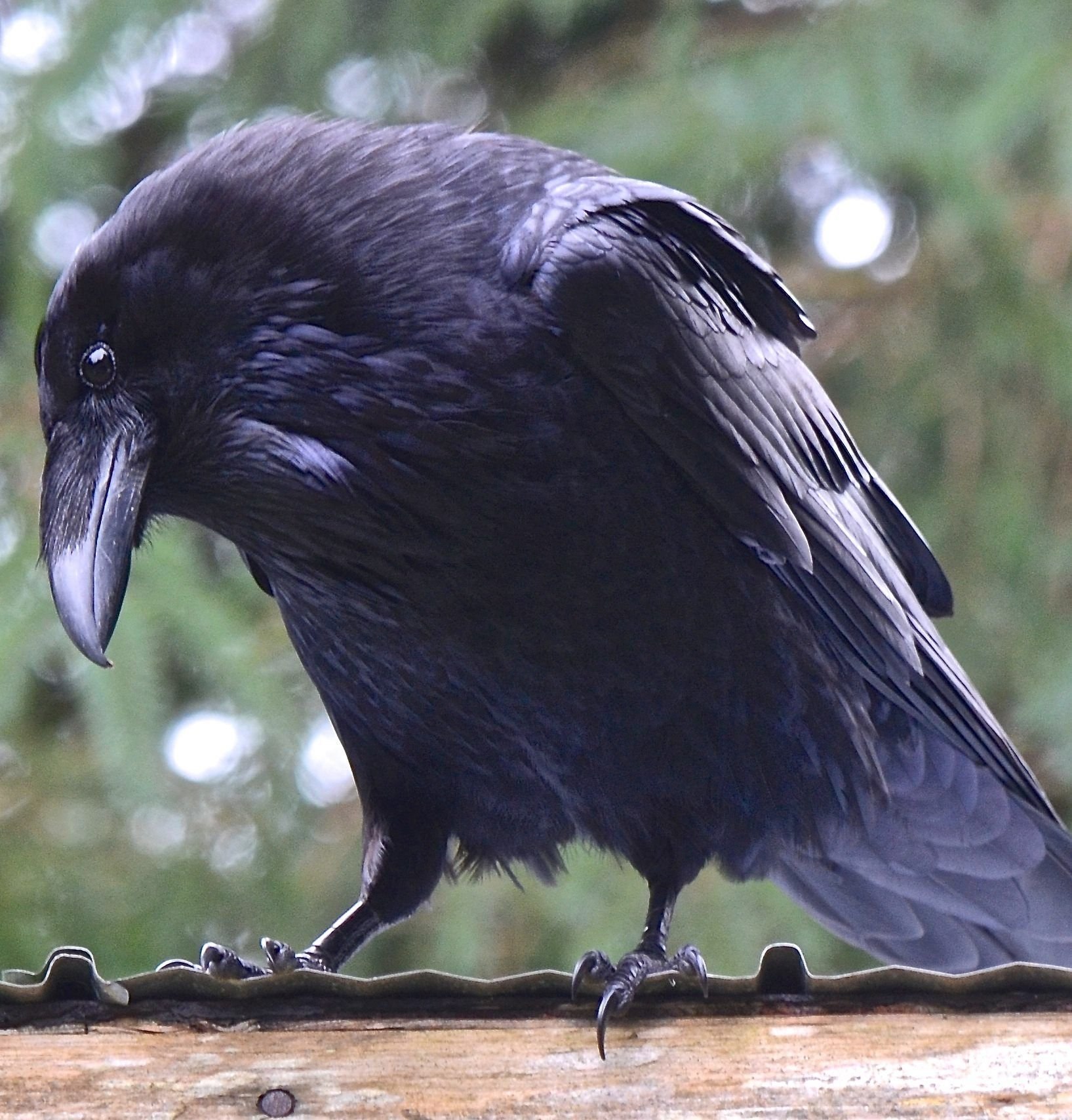 Огромные черные птицы. Ворона меланист. Бангайская ворона. Грач (птица). Ворон Морганы Альбион.
