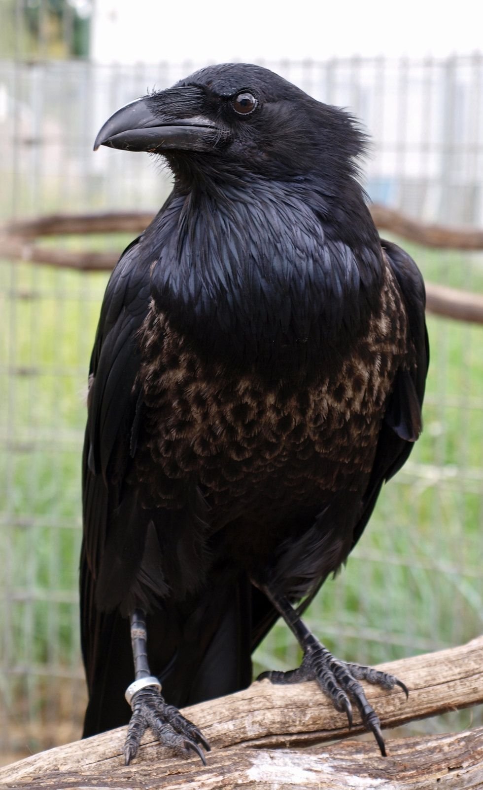 Огромные черные птицы. Корвус ворон. Белоклювый ворон. Рейвен птица. Ворона меланист.