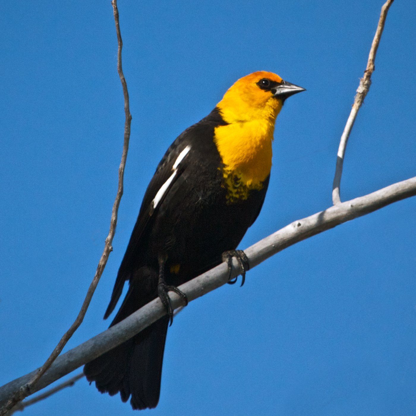 Желтая птица с черными крыльями. Желтоголовый трупиал. Желтая птица. Черно желтая птица. Трупиал желто черный.