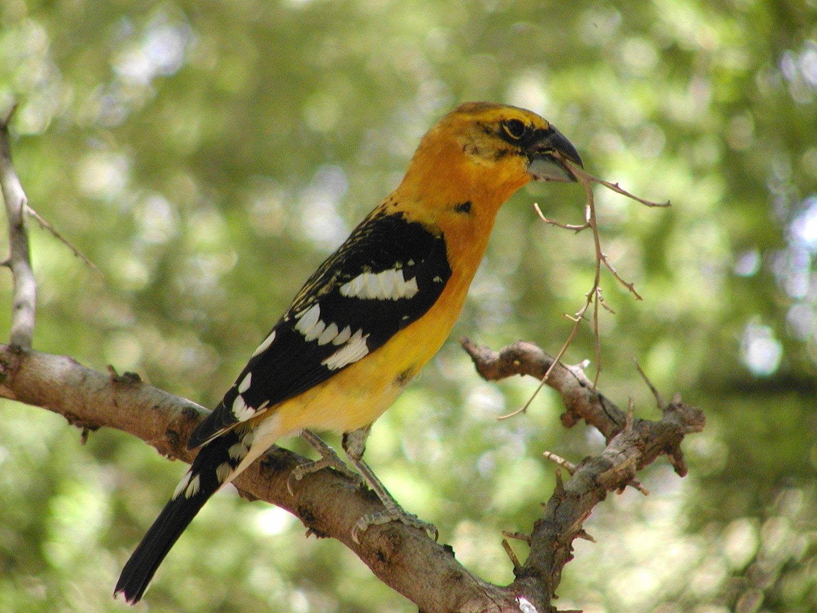 Желтая птица с черными крыльями. Желтая птица. Птичка с желтыми боками. Птичка с желтыми боками и черными крыльями.