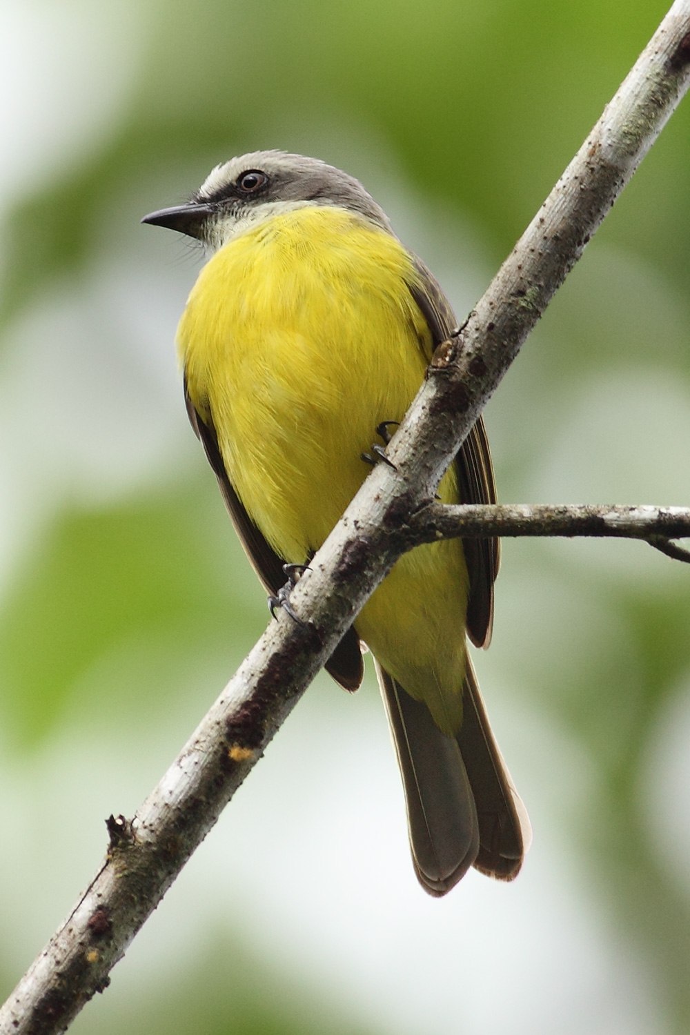 Желтая птица с черными крыльями. Мухоловка птица желтая. Grey-capped Flycatcher. Желто черная птица. Птица с желтыми крыльями.