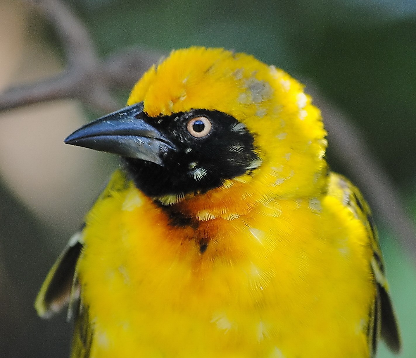 Желтая птица с черными крыльями. Птица Ткач желтая. Сомалийский Ткач. Птица желто белая с маской. Е31 Ткач желтая.