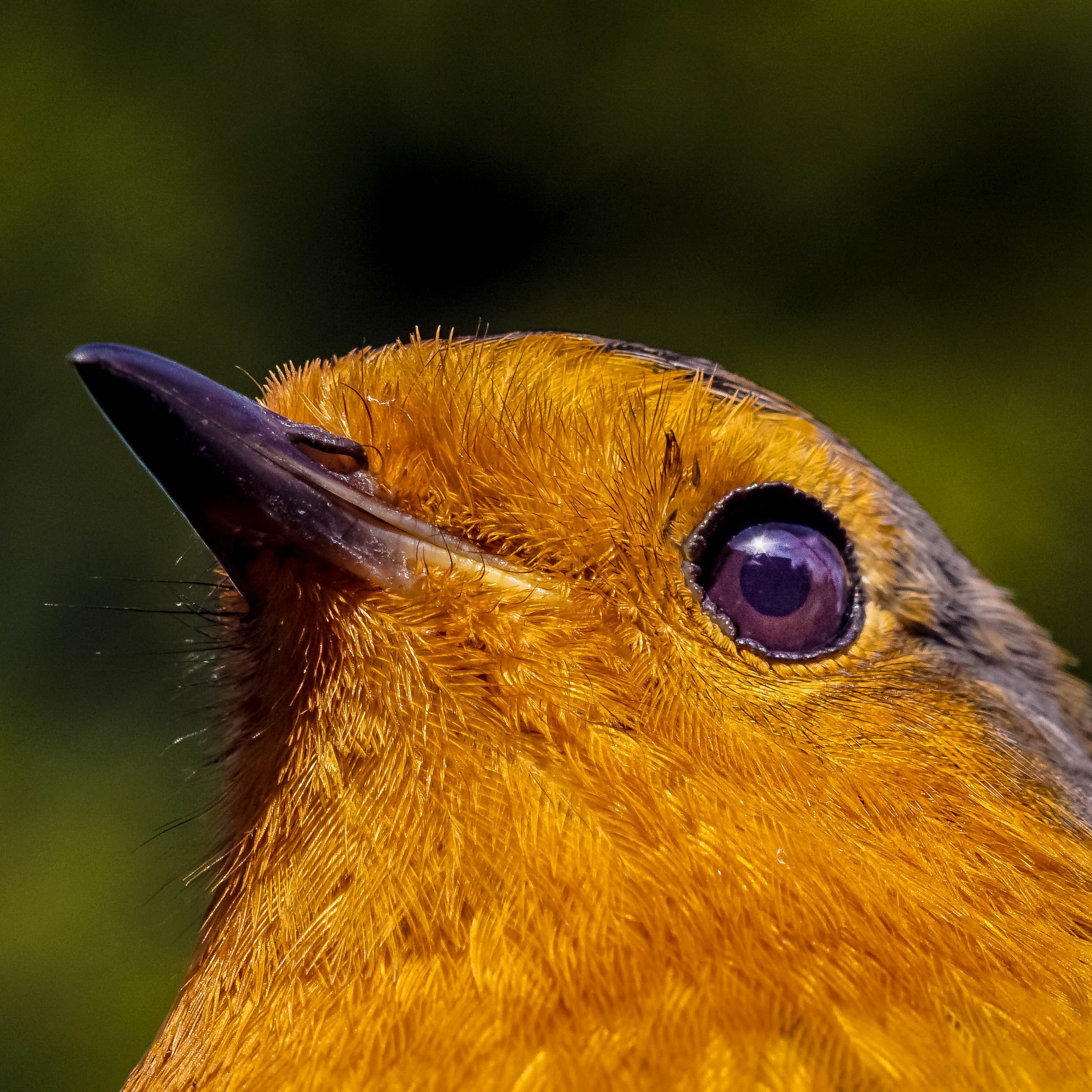 Глаза у птиц особенности. Птицы Таиланда желтый клюв. Воробьинообразные клюв. Глаз птицы. Птичка с желтой головой.