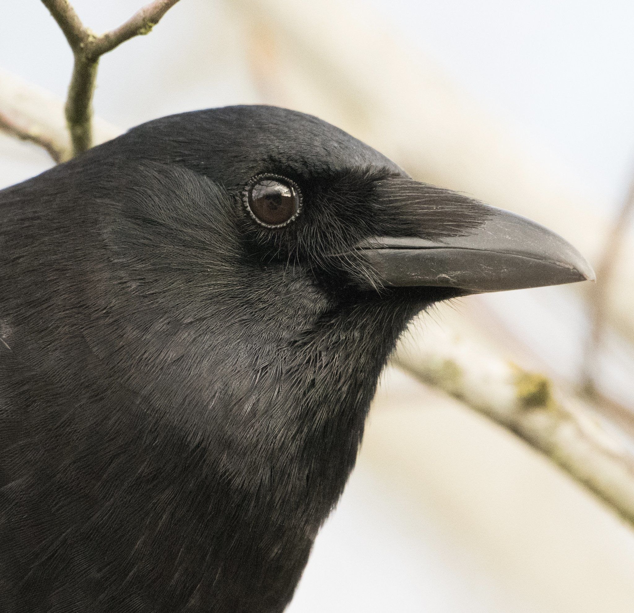 Черная птица с серой головой
