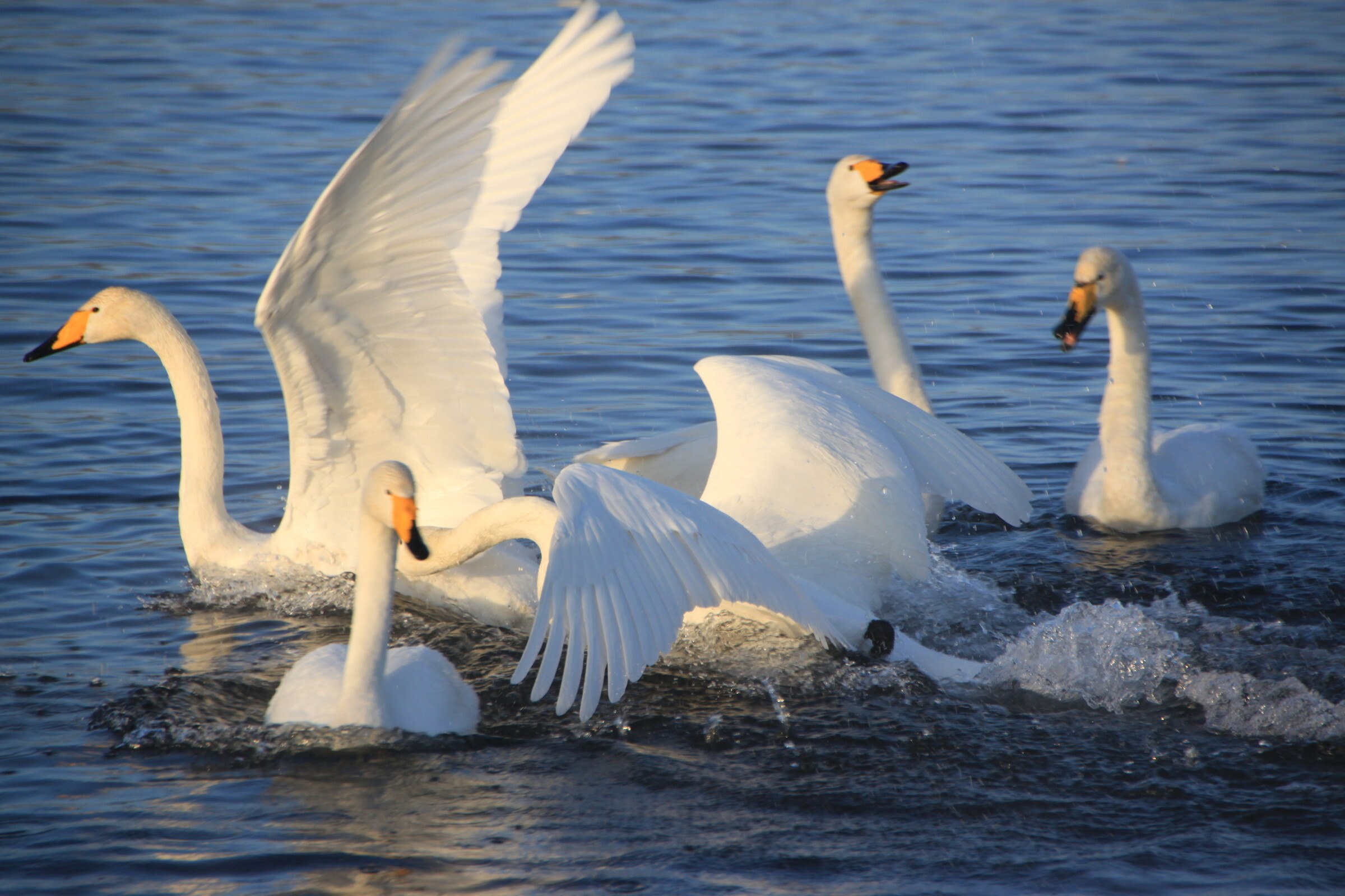 Белые лебеди на озере. Лебедушка Лебединое озеро. Лебедь шипун Клин. Лебедь шипун стая. Стая лебедей Шипунов.