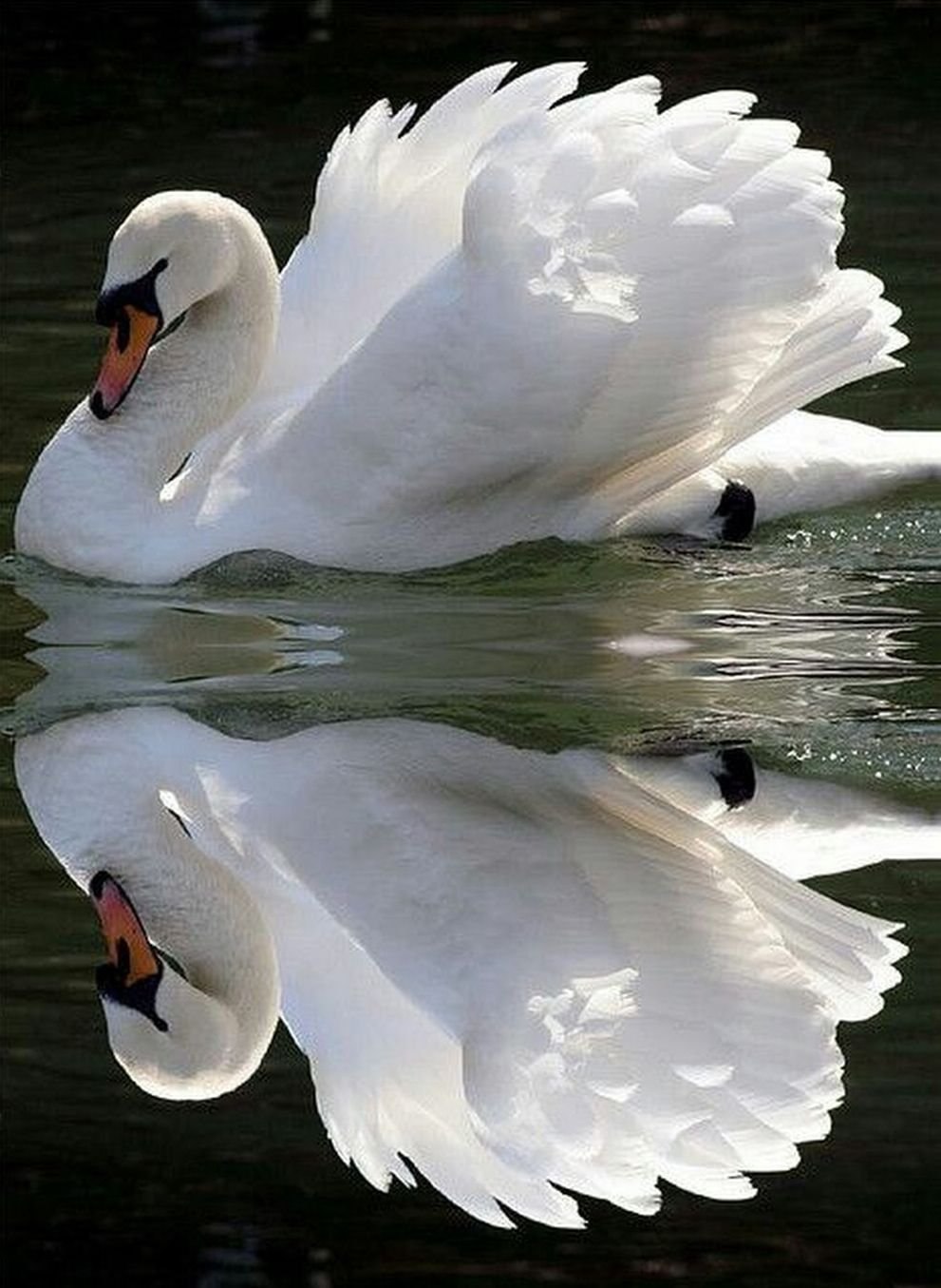 Красивые белые лебеди. Белый лебедь 1150. Лебедь. Лебеди (птицы). Красивые лебеди.