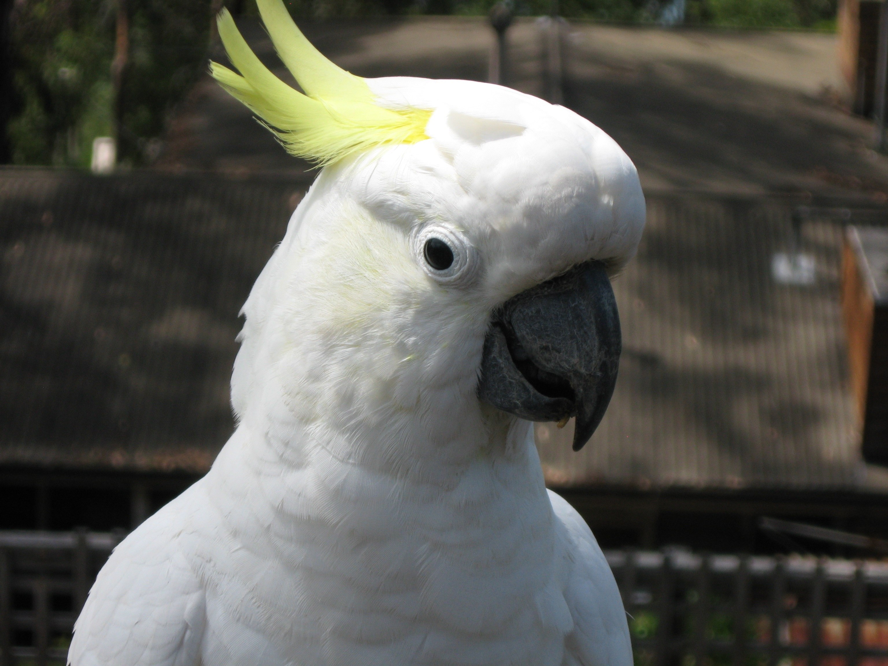 Большой какаду. Попугай Какаду. Белохохлый Какаду. Белый попугай Какаду.