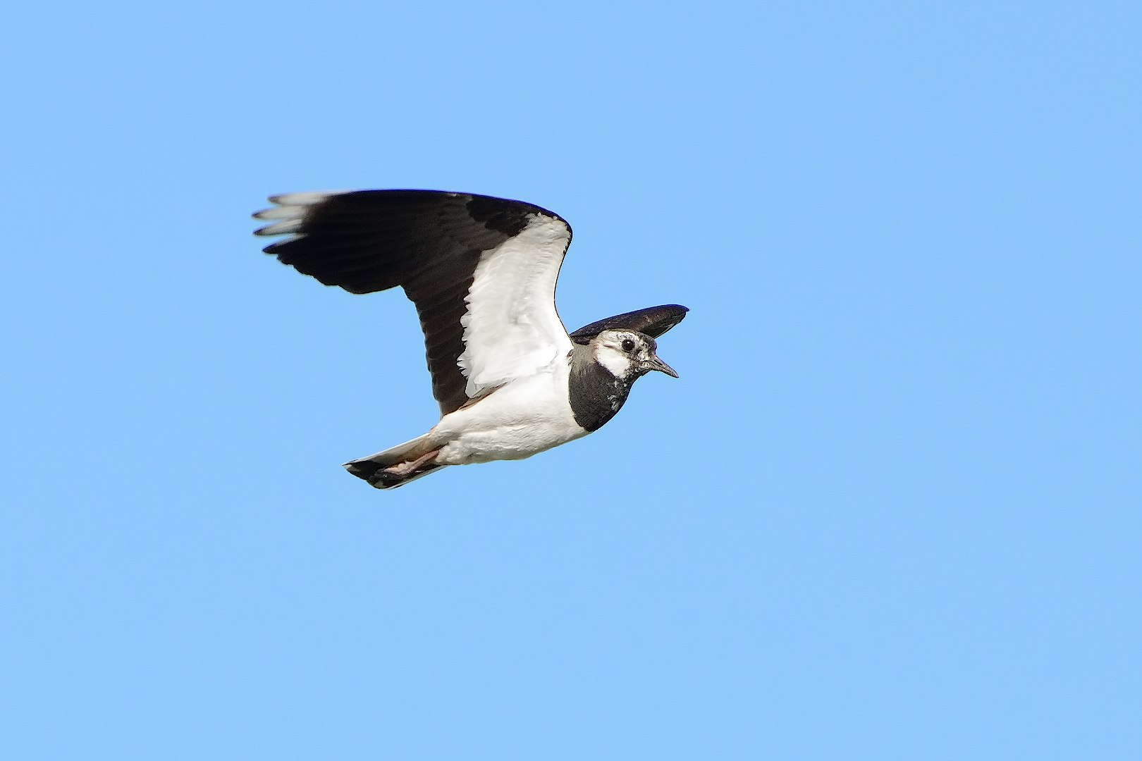 Чибис ножевое. Чибис в полете. Чибис, или пигалица (Vanellus Vanellus). Чибис птица. Чибис птица в полёте.
