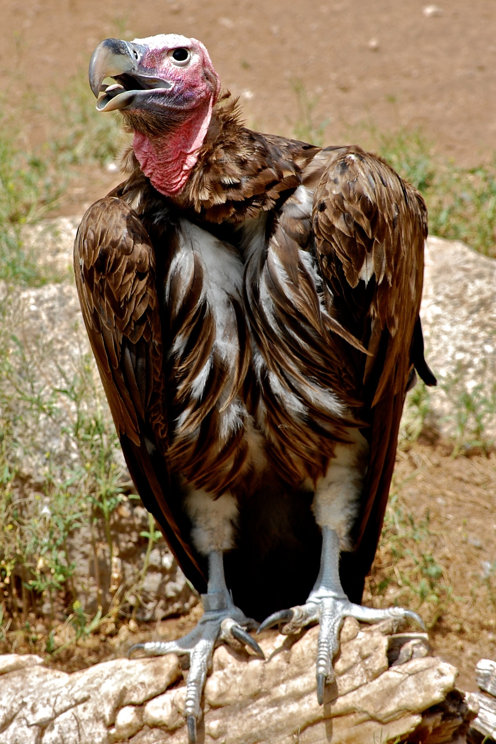 Птица с лысой головой и шеей название и фото