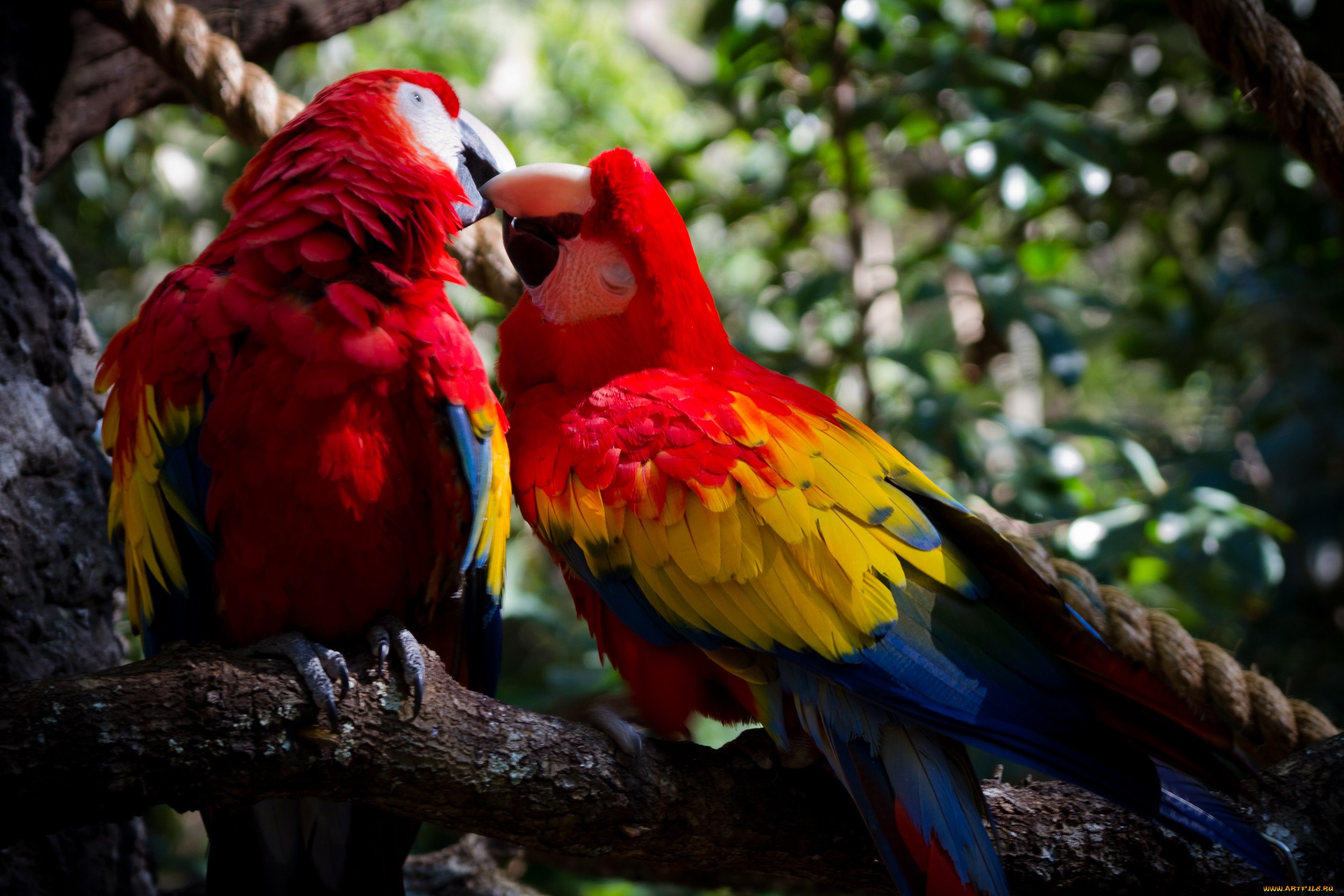 Американская ара. Scarlet Macaw. Попугай ара. Попугай ара фото. Красный ара.