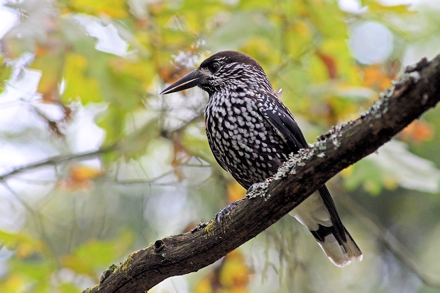 Кедровка - eBird